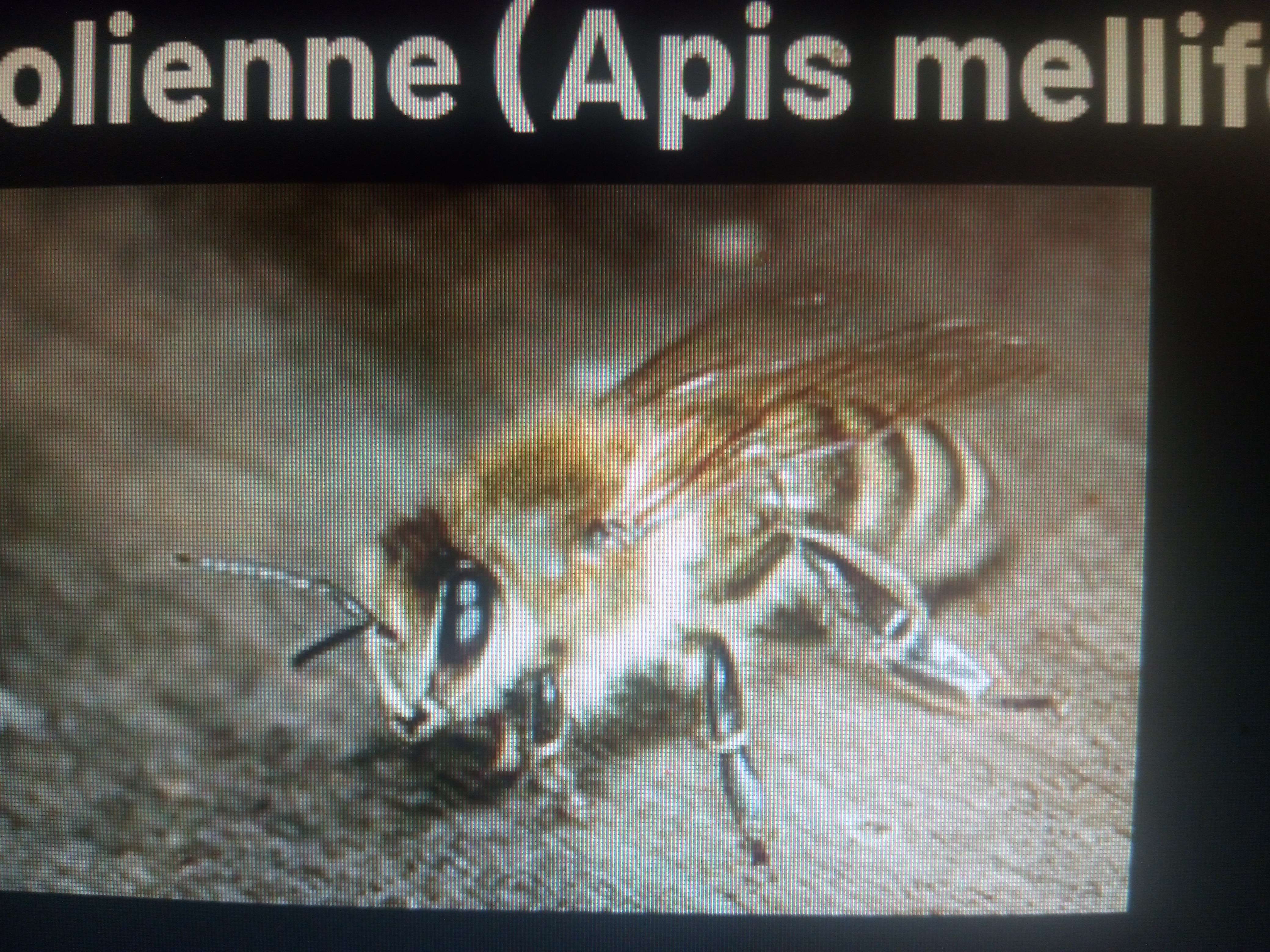 Les abeilles canica une abeille gris qui moins de poile sur elle tr&egrave;s douce et gentille on peut travailler sans gant qui produit beaucoup de miel et facile dans instructions de riene mais sa enp&eacute;che pas que sa reste une &eacute;tape difficile mais plus simple avec elle mais elle quite la ruche plus vite et ses sensible au froid parque ses une abeille Italien qui aime la chaleur