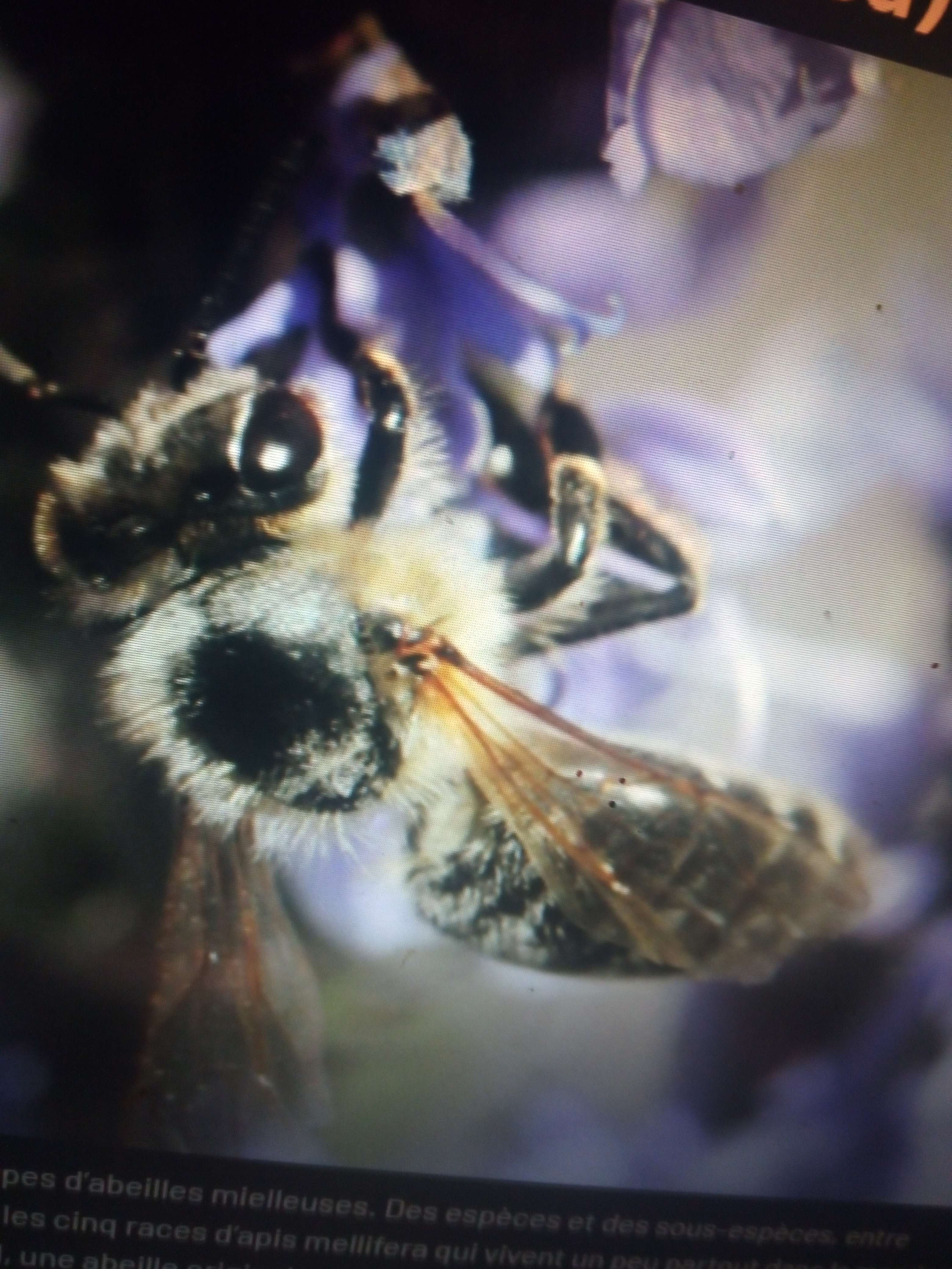 Les caucasica une abeille poilue de couleur gris a noir qui vie en Belgique et en France mais il en as pas beaucoup pas 5% elle les tr&egrave;s douce et bonne travailleur apr&egrave;s il son pas courant aussi fr&ocirc;le la disparition