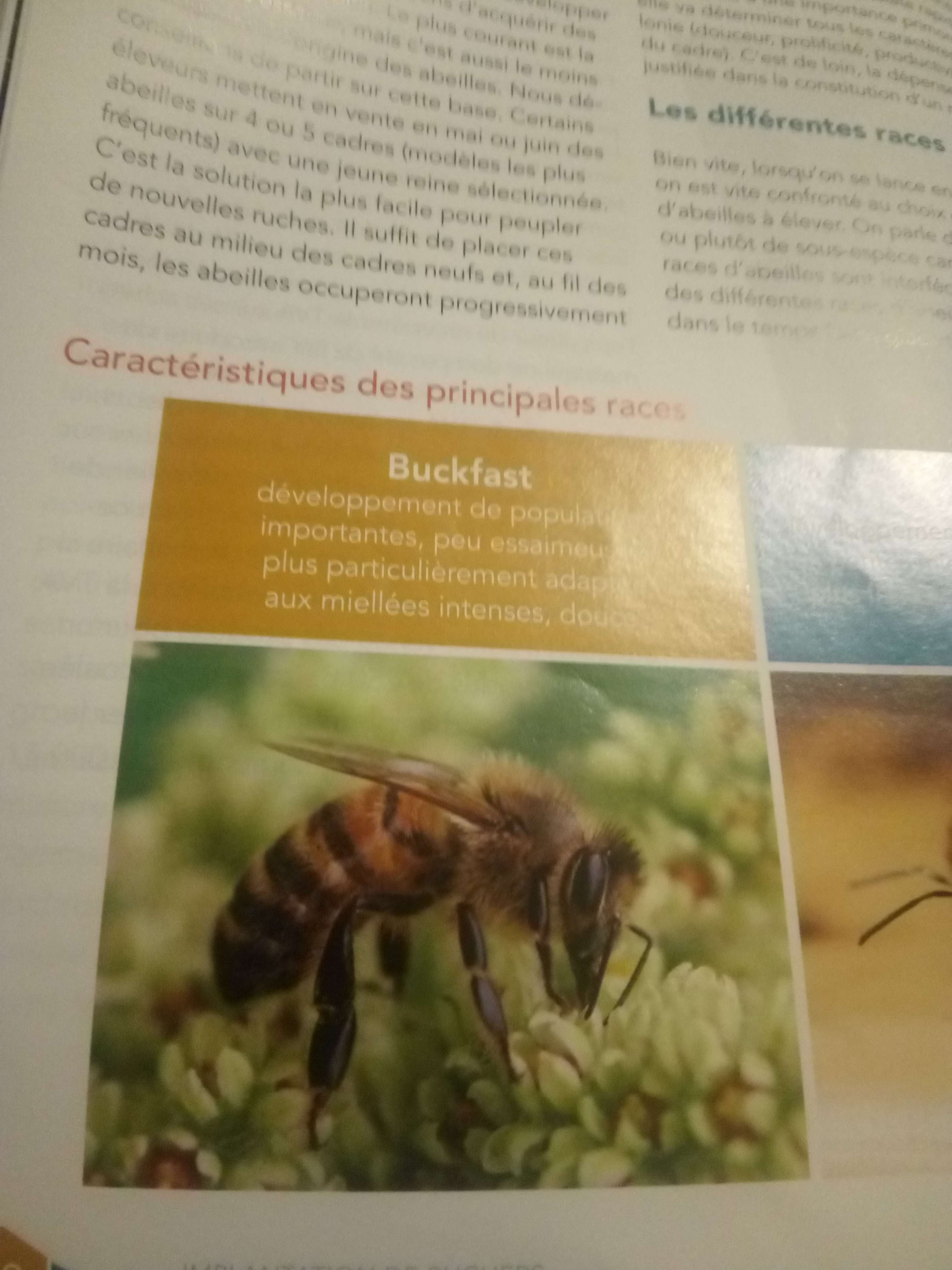 La buckface une abeille orange et noir qui vie en France et en Belgique elle les pas naturel elle as &eacute;t&eacute; cr&eacute;&eacute;e par homme qui es tr&egrave;s douce et bonne travailleur