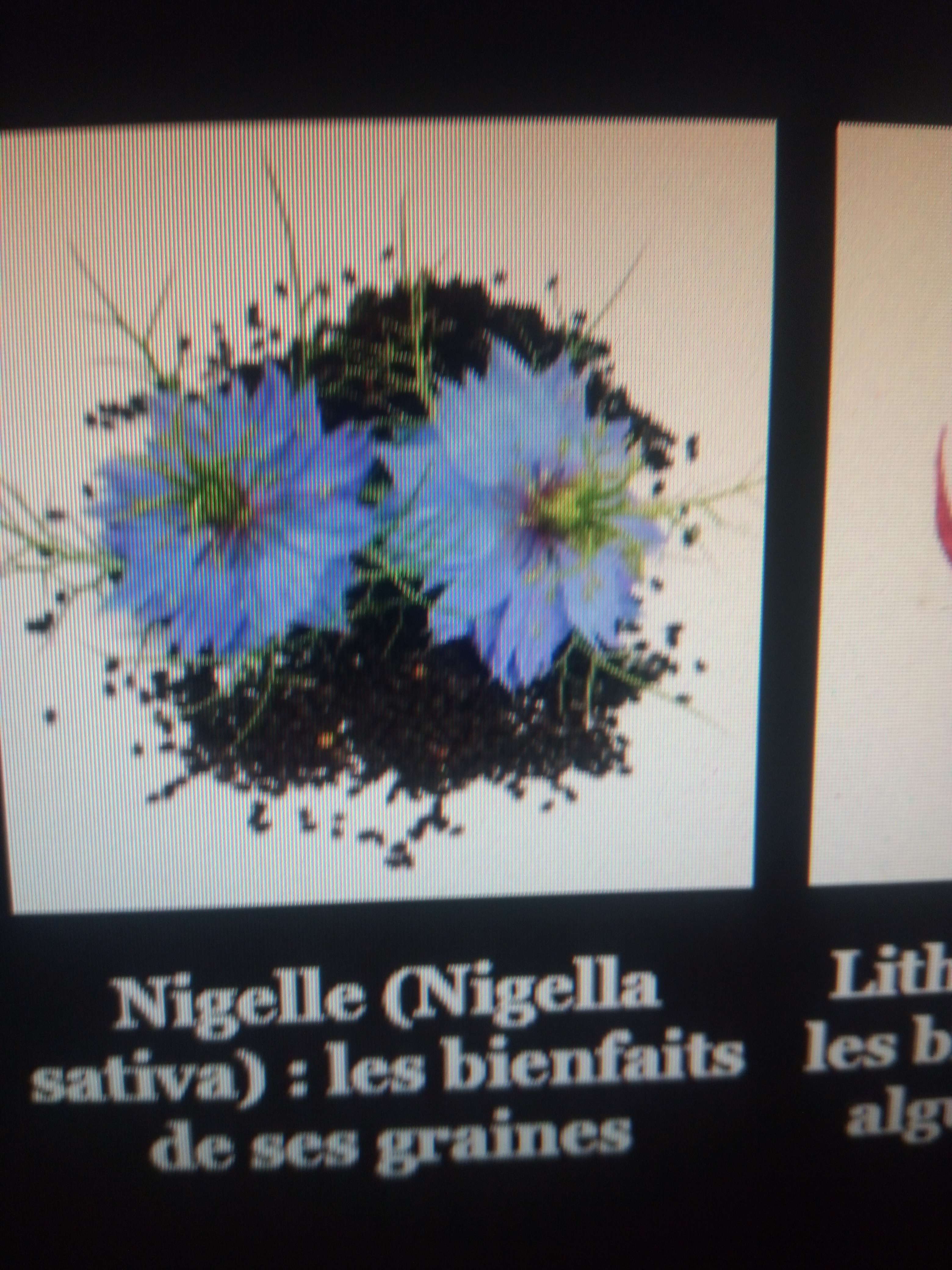 La nigelle une petit plantes de 20 a 30 centim&egrave;tres annuelle qui son dans les champs et jardin au fleur bleue a blanc aromatiques qui utilise en cuisine et en huile aussi en m&eacute;decine comme diur&eacute;tiques anti allergique digestif stimulent du syst&egrave;me immunitaire on dis qui soigne tout sauf la mort