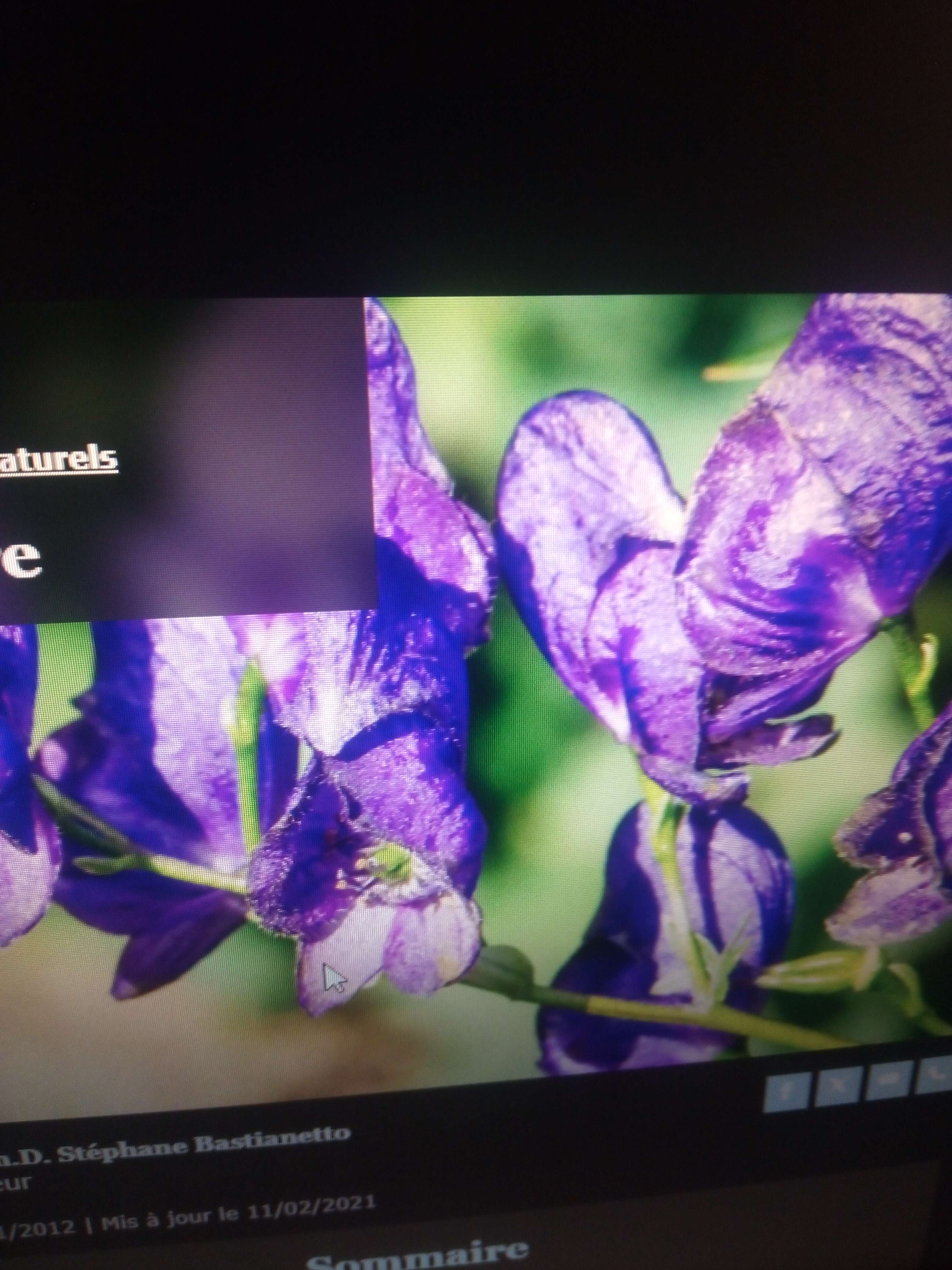 La Laconic nappel une grande plante de 1m50 qui fait ses fleurs  &eacute;pi de couleur bleue a violet en forme de caque avec les feuilles brilante au soleil et eau  extr&ecirc;mement toxiques 0.3 grammes tu&eacute; un homme mais avant il &eacute;t&eacute; utilis&eacute; pour les d'en chez les dentiste et aussi comme cartio tonique et maintenant son en voie extinction car sa vie au sud dans les bois chaud et humide de la Belgique et de France