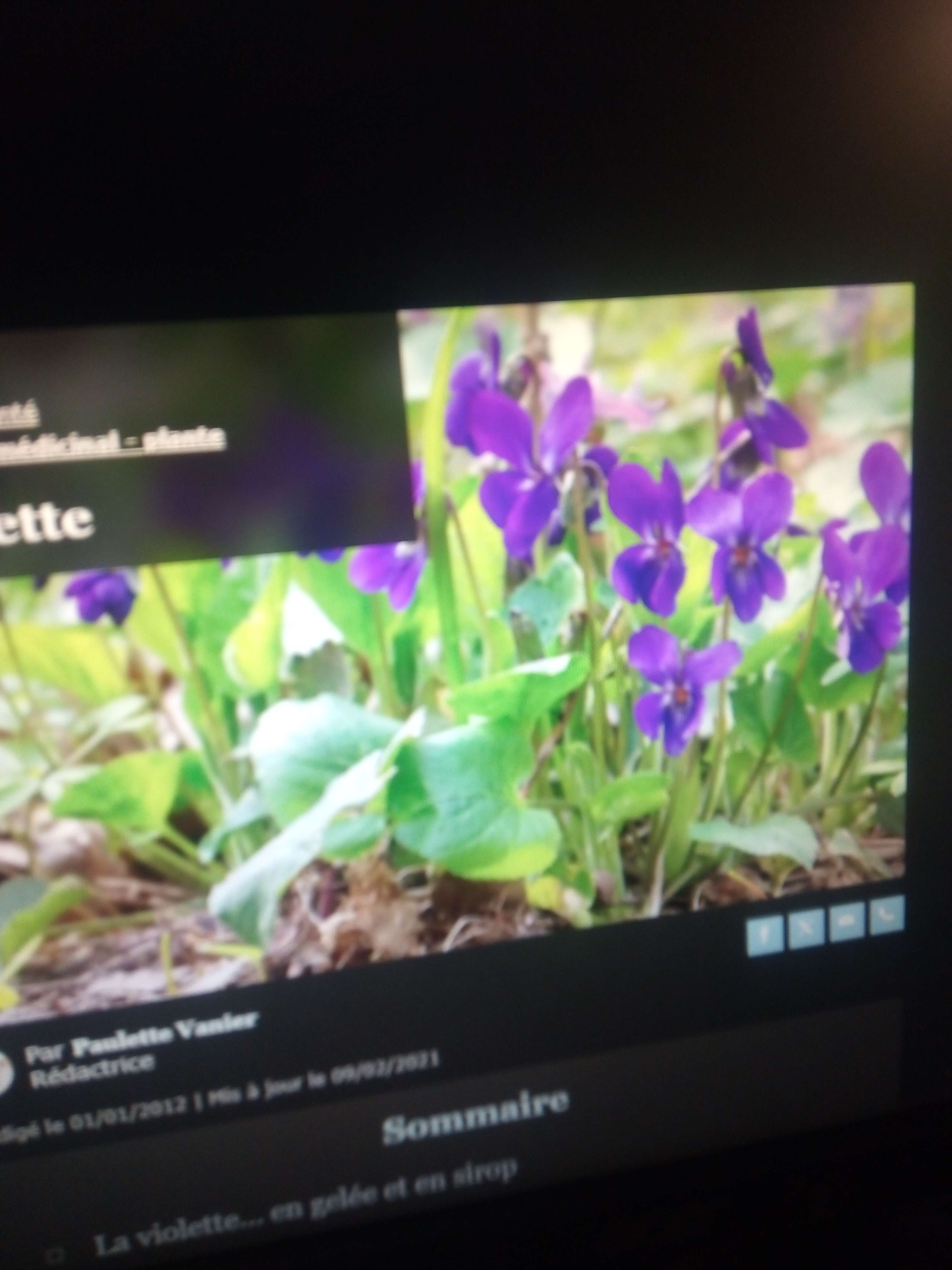 La violette une petit plantes de 10 a 20 centim&egrave;tres avec ses petit feuilles ovales et ses fleurs violettes a mauve avec un l&eacute;ger go&ucirc;t sucr&eacute; m&eacute;dicinales on utilise comme calmant s&eacute;datif relaxant diur&eacute;tiques expectorant adoucissant &eacute;molliente aussi vomitif a forte dose anti bact&eacute;rien et viral en bain de bouche