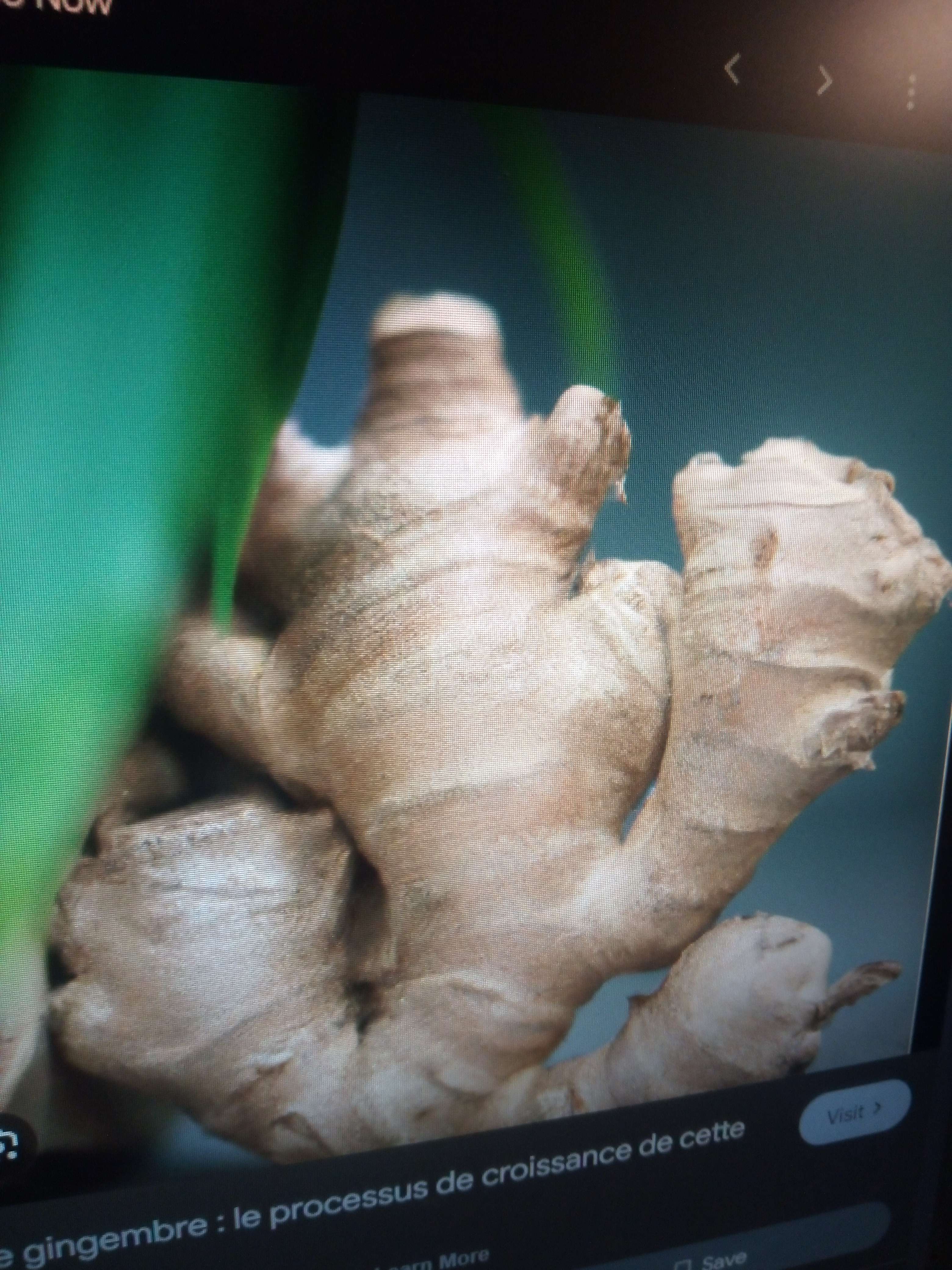 Le gingembre une plante aromatique qui vient des pays chauds on utilise en cuisine mais aussi en m&eacute;decine elle est anti inflammatoires anti douleur digestif ap&eacute;ritif anti d&eacute;prime tonique g&eacute;n&eacute;ral et sexuelle anti vomitif anti rhumatisme  #nature