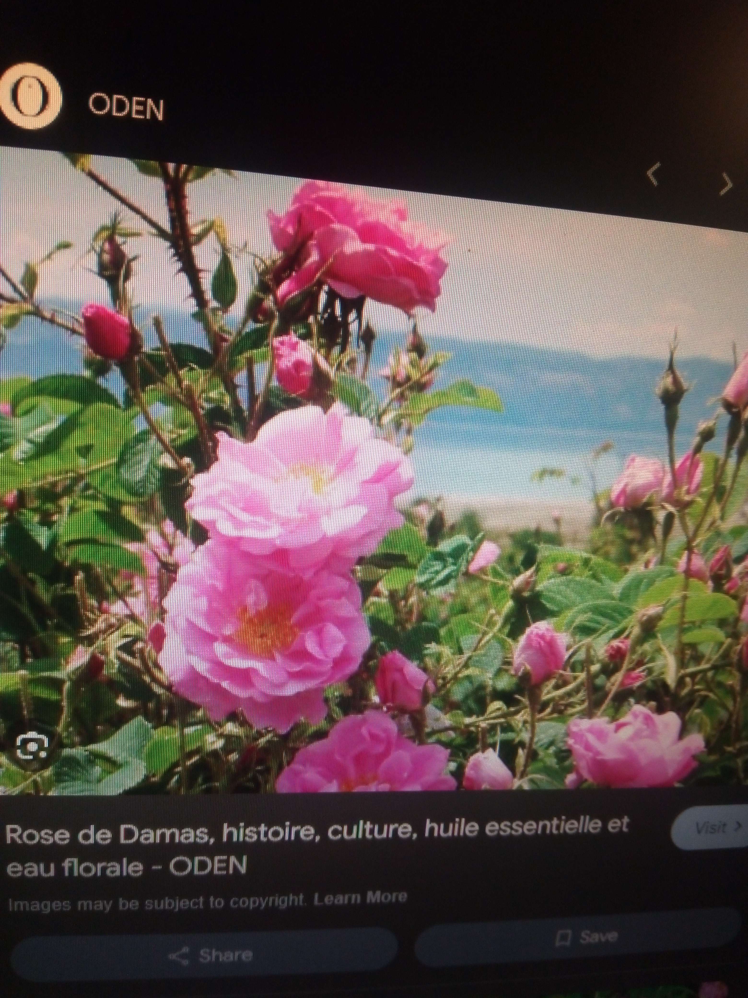 La rose de Damas une fleur rare qui vie au Maroc une couleur rose vive Vien une hybride de &eacute;glantier et la rose de Provence rare et pr&eacute;cieux elle est la plus cher des huiles essentielles au monde elle est utilis&eacute;e pour la bleu de &acirc;me comme aprodisique aussi calmant s&eacute;datif relaxant anti d&eacute;g&eacute;ratif hydratant anti ride avec le Ciste et h&eacute;hycrises Italien  #nature pas de pr&eacute;cautions d'emploi avec elle ses la seul de tous les huiles essentielles avec son hydrolat moin cher que huile essentielle