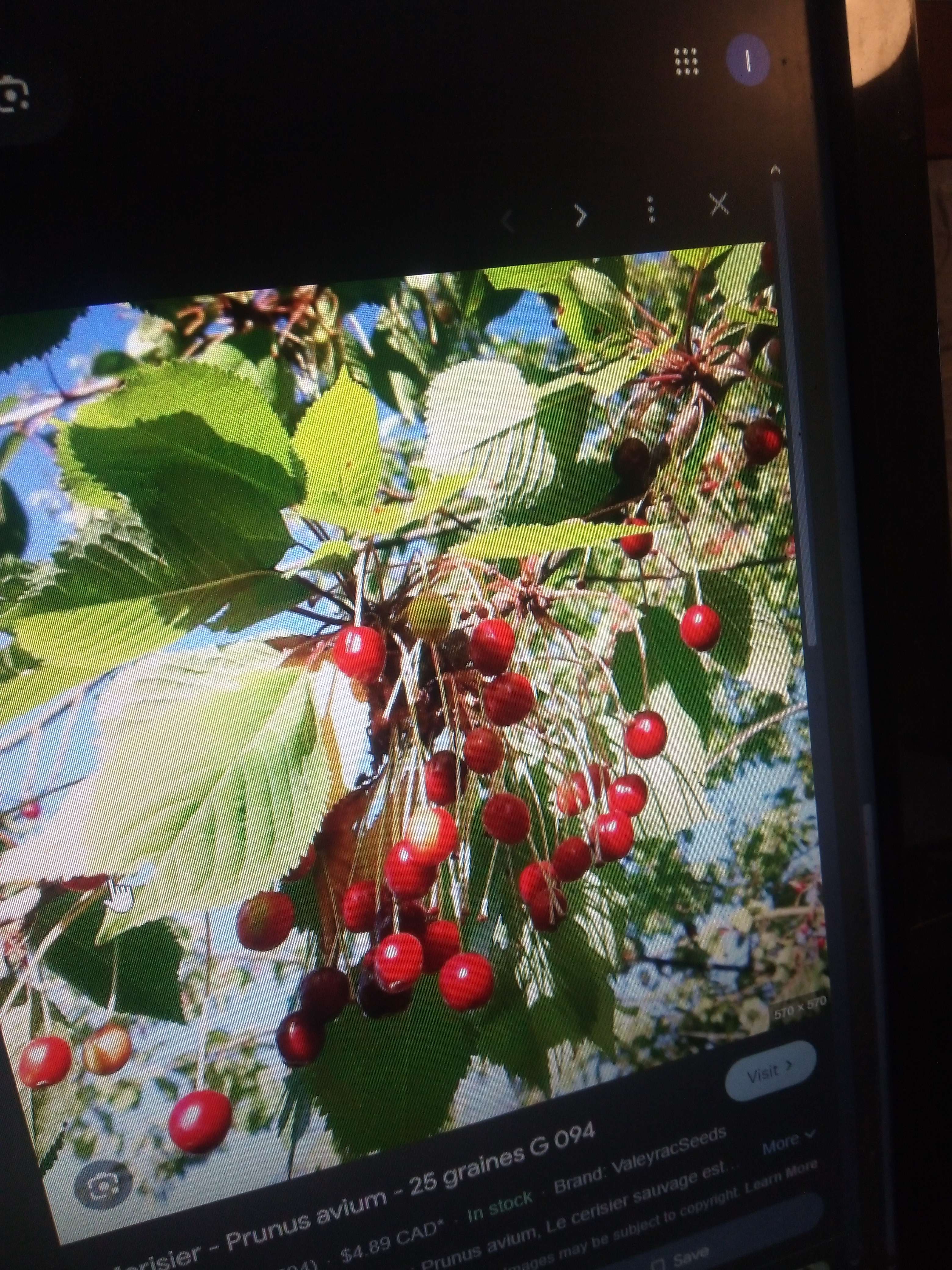 Sorcier sauvage une arbre qui fait des fleurs blanches au printemps et en &eacute;t&eacute; des sorice il deux vari&eacute;t&eacute;s dans la nature il des plus petit au go&ucirc;t amer et autre au go&ucirc;t plus sucr&eacute; il aussi en dessert et aussi a sa commation de fruits aussi th&eacute;rapeutique utiliser en herboristerie comme digestif diur&eacute;tiques