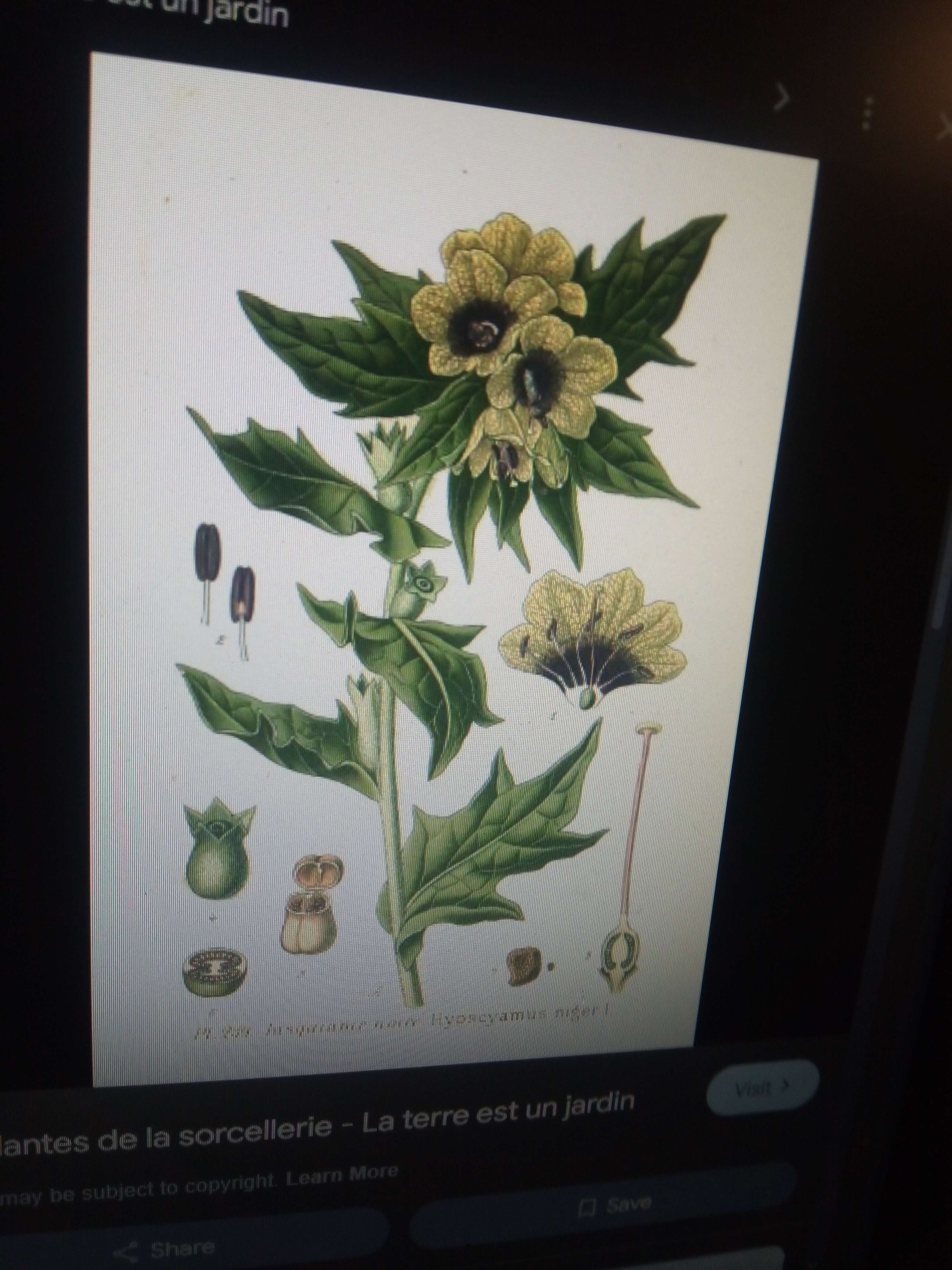 La jusquine noir une plante vivace avec des grands fleurs blanches avec le pollen mauve sombre au feuille sur la photo utiliser de pluie &eacute;poque nordique car il rends au guerriers invincible du a son poisson et aussi en m&eacute;decine chez un m&eacute;decin pour ses vertus anti d&eacute;prime relaxant s&eacute;datif et tonique cardiaques en critique d'extinction de pluie 50 ans par r&eacute;coltes en masse