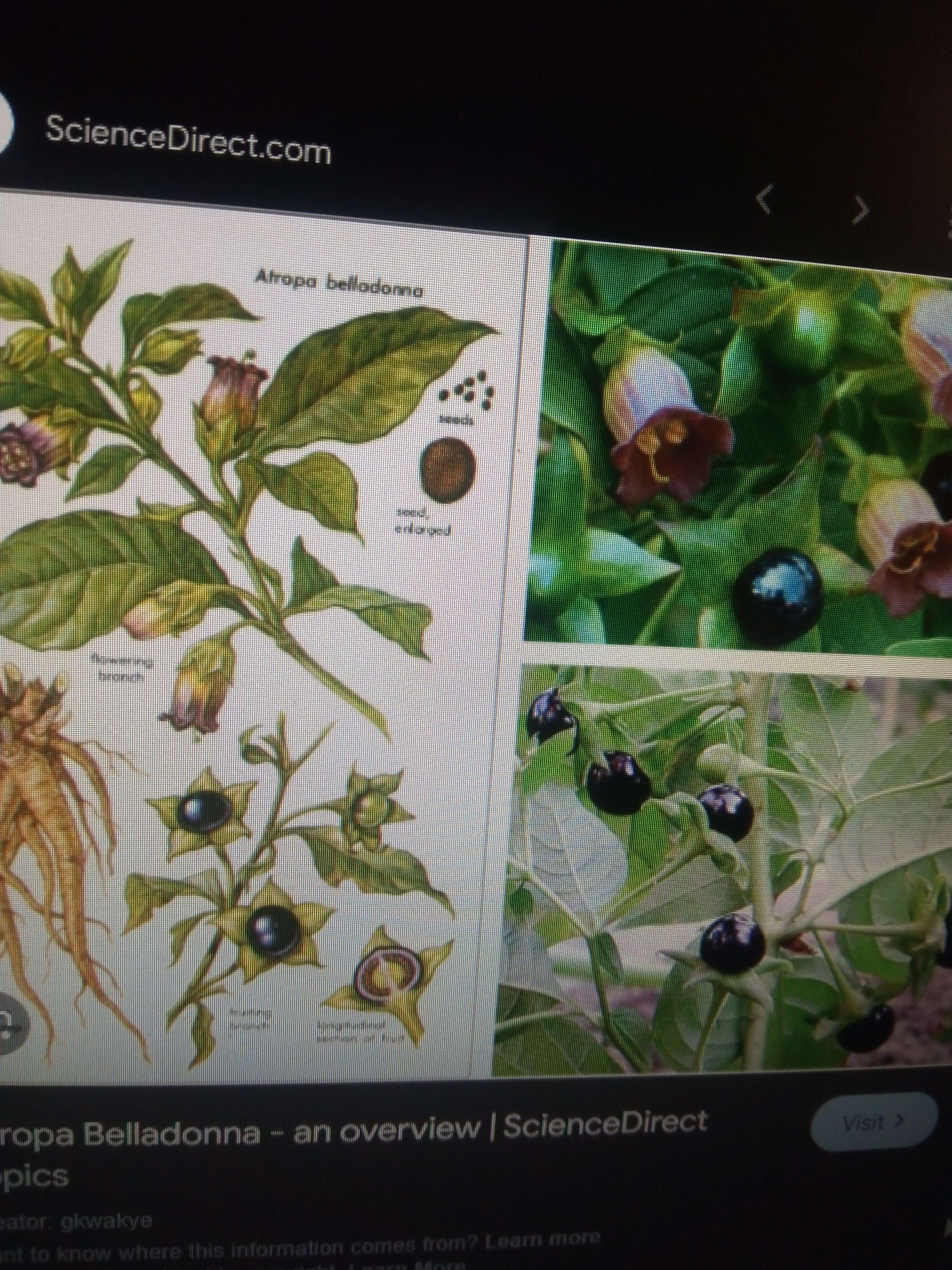 La belladone une grande plante sauvage vivace au fleur mauve au contour p&acirc;le au fruit noir il vie dans les bois et les mieux calcaire en Belgique et France plantes tr&egrave;s toxiques elle est utilis&eacute;e en m&eacute;decine chez les m&eacute;decins comme cartio tonique et aussi avant les op&eacute;rations des yeux aussi anti pasmodique et chez les sorcier comme art divinatoire au tarot et oracle