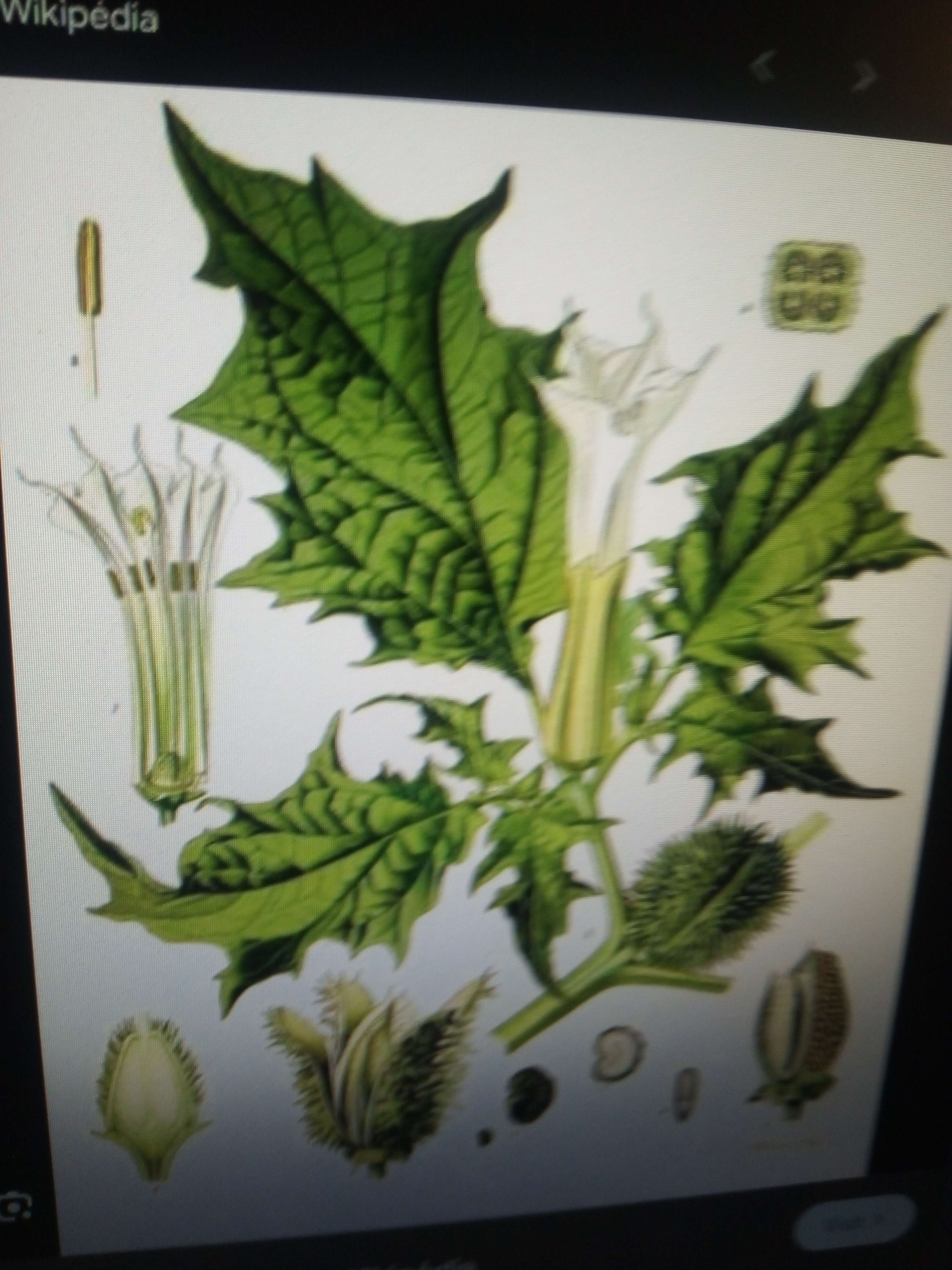 La datura une plante plante sauvage vivace qui peut faire juste a 3 mettre au fleur blanche en forme de trompette elle est extr&ecirc;mement toxiques seul un m&eacute;decin peut utiliser en m&eacute;decine comme cartio tonique et aussi anti pasmodique relaxant musculaire il fait les m&ecirc;me sympt&ocirc;me mais en pire et dans les ann&eacute;es 1980 on en fum&eacute; comme tabac de cigarette mais sa dur&eacute;e que 6 mois avant interdiction cher les sorciers il est utilis&eacute;e comme protection et art divinatoire