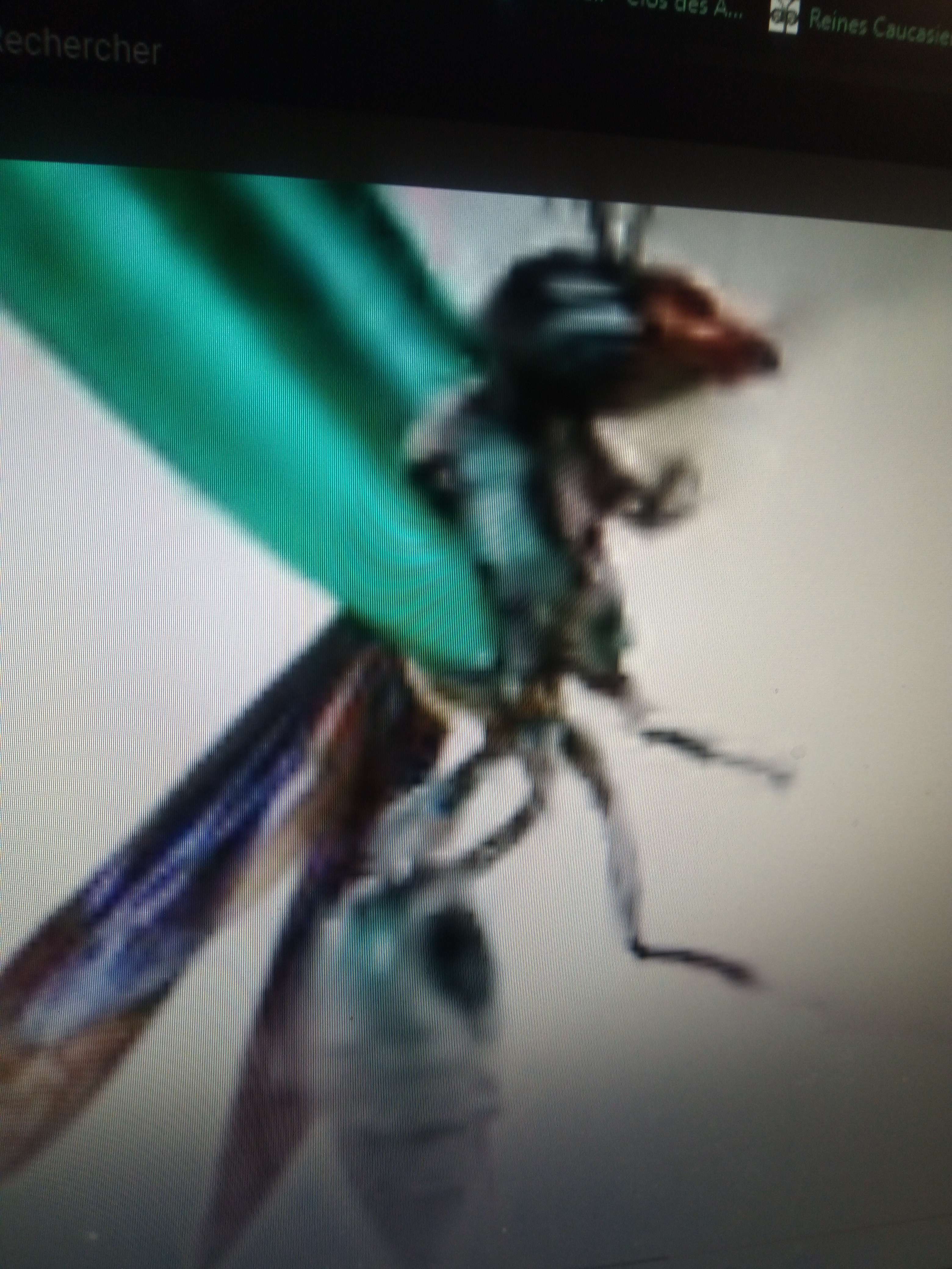La gu&ecirc;pe guerrier ses la gu&ecirc;pe la plus grande du monde des insectes elle vie en Am&eacute;rique centrale donc pas l&agrave; o&ugrave; les hommes vie et pas de risque de la voir tr&egrave;s agressifs mais ses insectes le plus rapide du monde mais sa pique elle encore plus douleuses du monde encore plus que la fourmi balle de fusil plus gonfl&eacute;