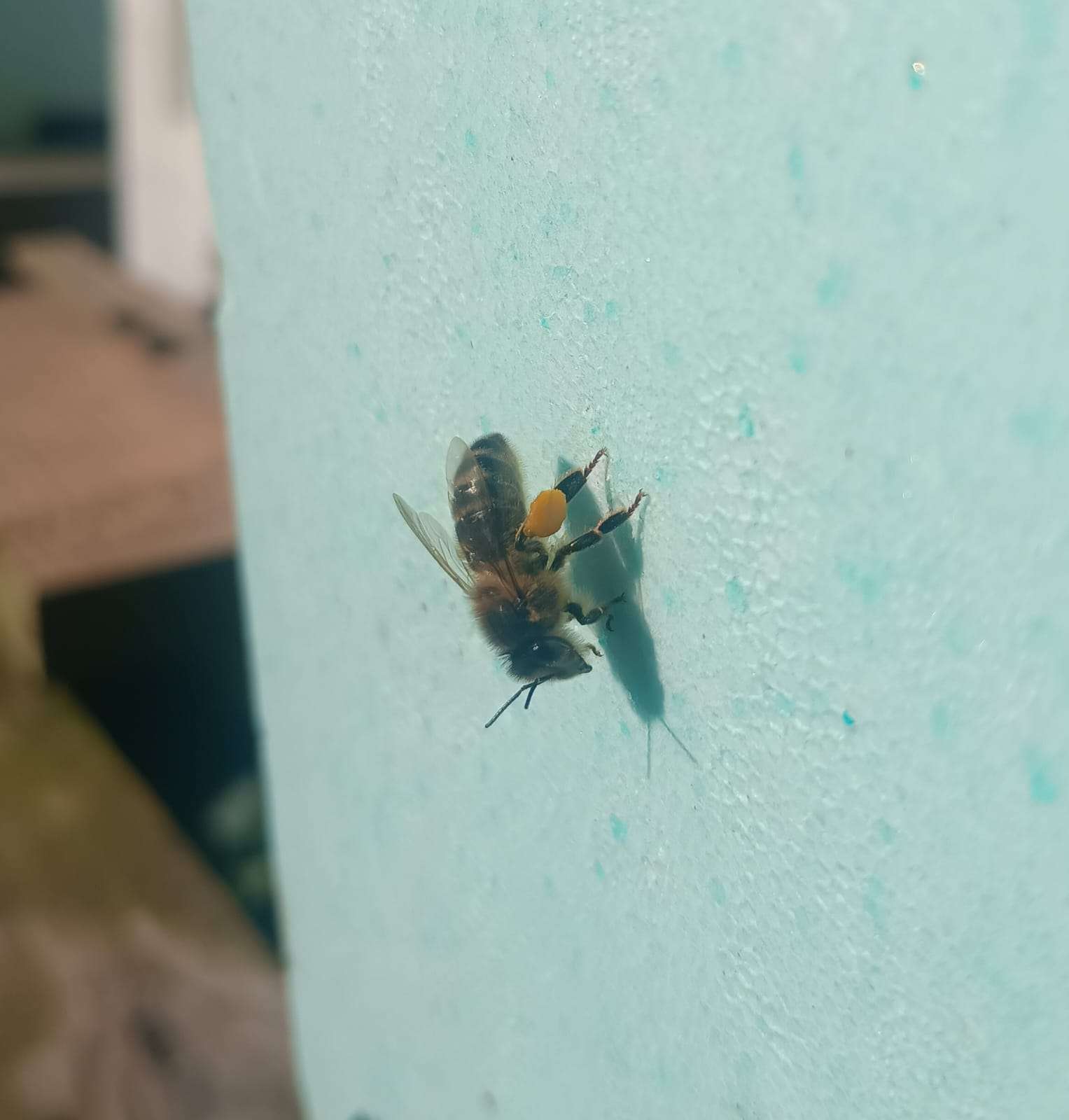 Abeilles Buck face