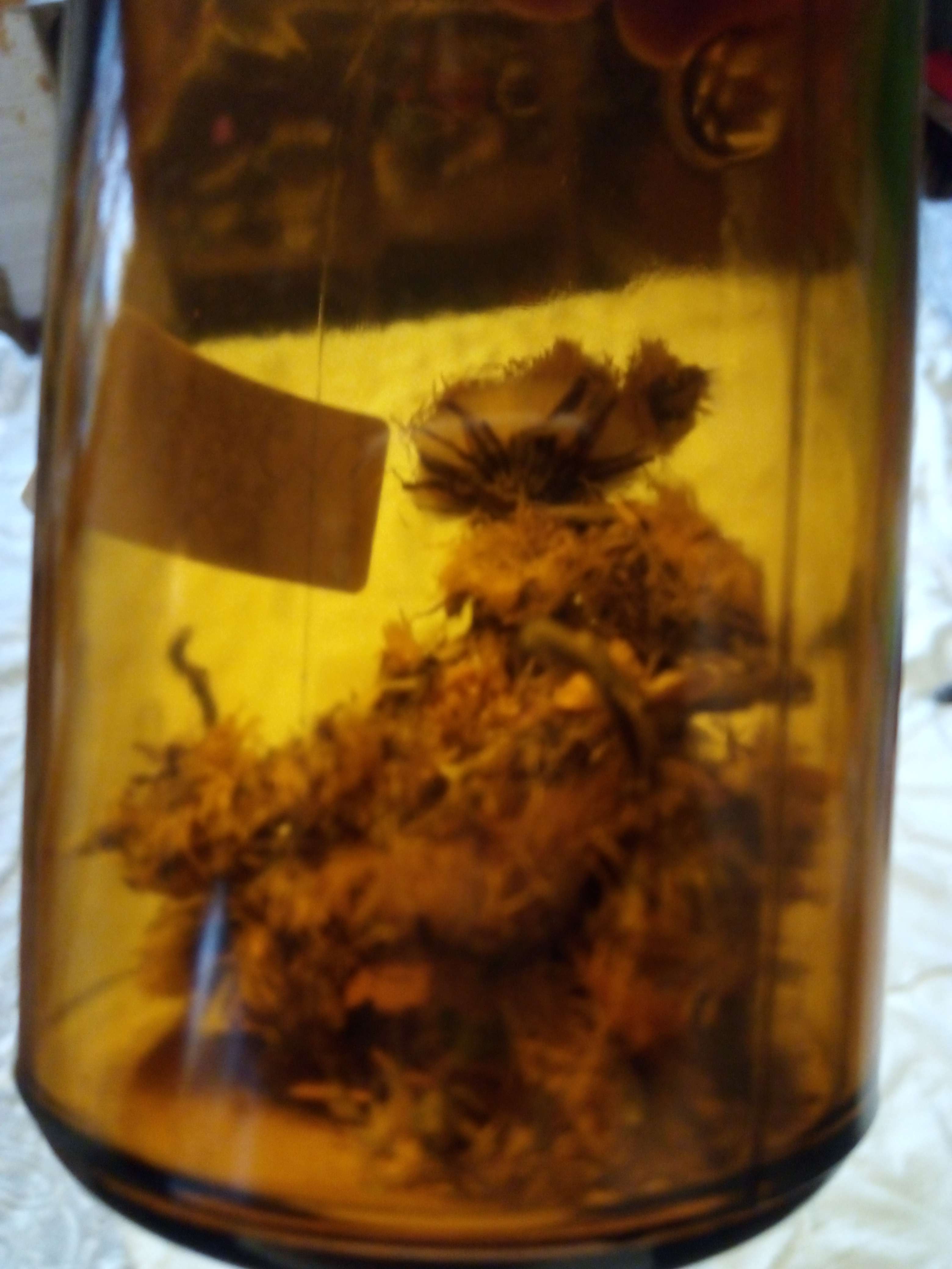 Le tussilage une petit plantes qui pousse en Belgique et en France d&eacute; le mois de f&eacute;vrier juste a avril en fleurs jaune vive au go&ucirc;t sucr&eacute; et a son huile essentielle reconnaissables elle es comestibles et m&eacute;dicinales comme cicatrisant expectorant adoucissant &eacute;molliente anti inflammatoires il des usage multiple m&ecirc;me en cigarette pour les allergies respiratoires avec ses feuilles qui peut faire juste a 30cm les feuilles de Avril juste a juin voir mai