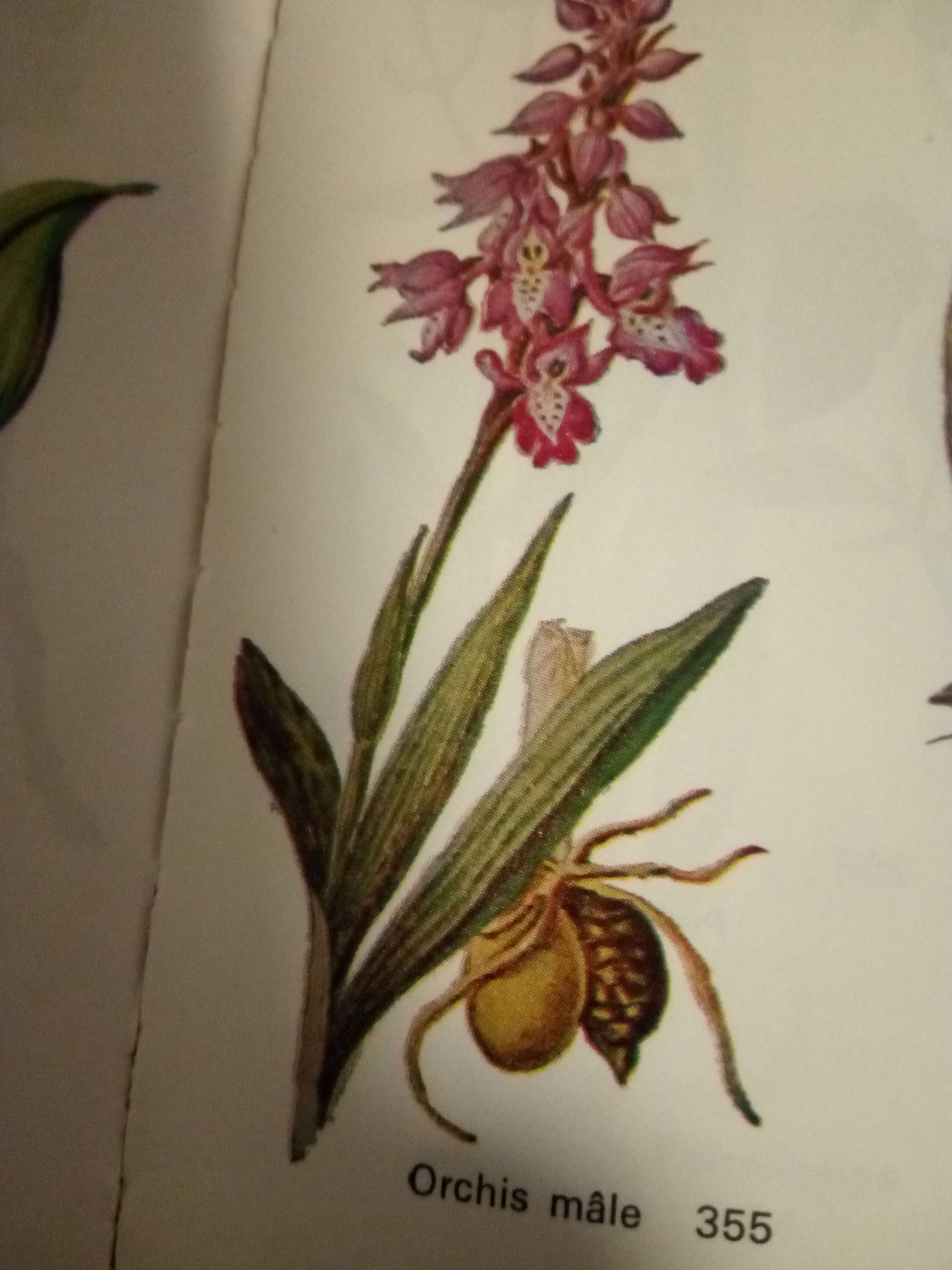 Orchid&eacute;e mal ou appelle aussi orchid&eacute;e sauvage car elle pousse dans les montagnes et lieux calcaire de France utiliser il as 60 ans en m&eacute;decine pour ses effets purgatif d&eacute;puratif diur&eacute;tique on voie plus car elle son en danger d'extinction de pluie 40 ans et son esp&egrave;ce fait que disparait malgr&eacute; les loi et mesure on fait pour la prot&eacute;ger ses la seul de notre r&eacute;gion car les autre on voie maintenant son dans les pays chaud