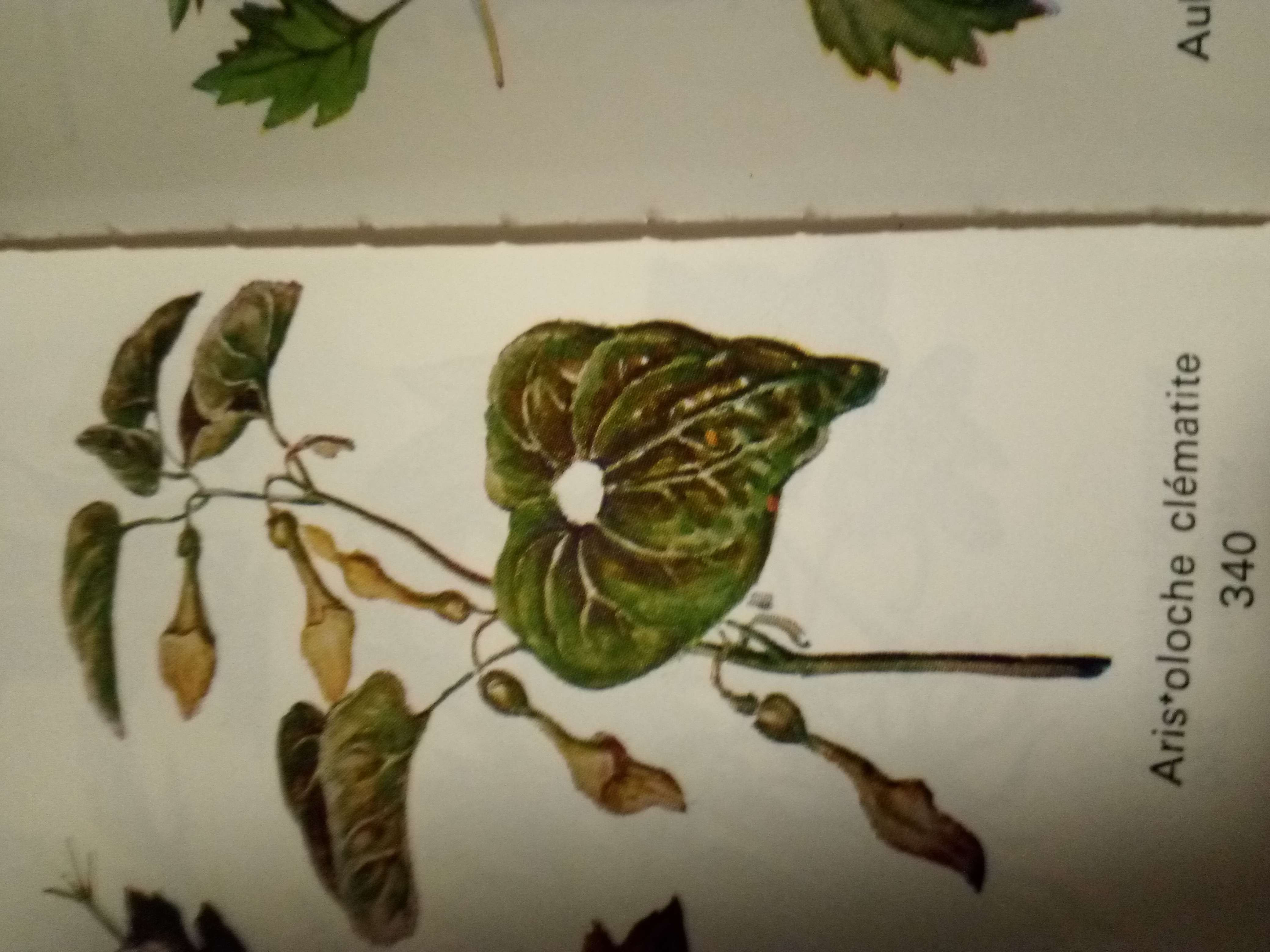 Cette petit plantes elle &eacute;t&eacute; utilis&eacute; avant mais on utilise plus car elle est tr&egrave;s toxiques m&ecirc;me rien au touche car elle provoque des cancer au touche elle aussi oubli&eacute; de nous jour