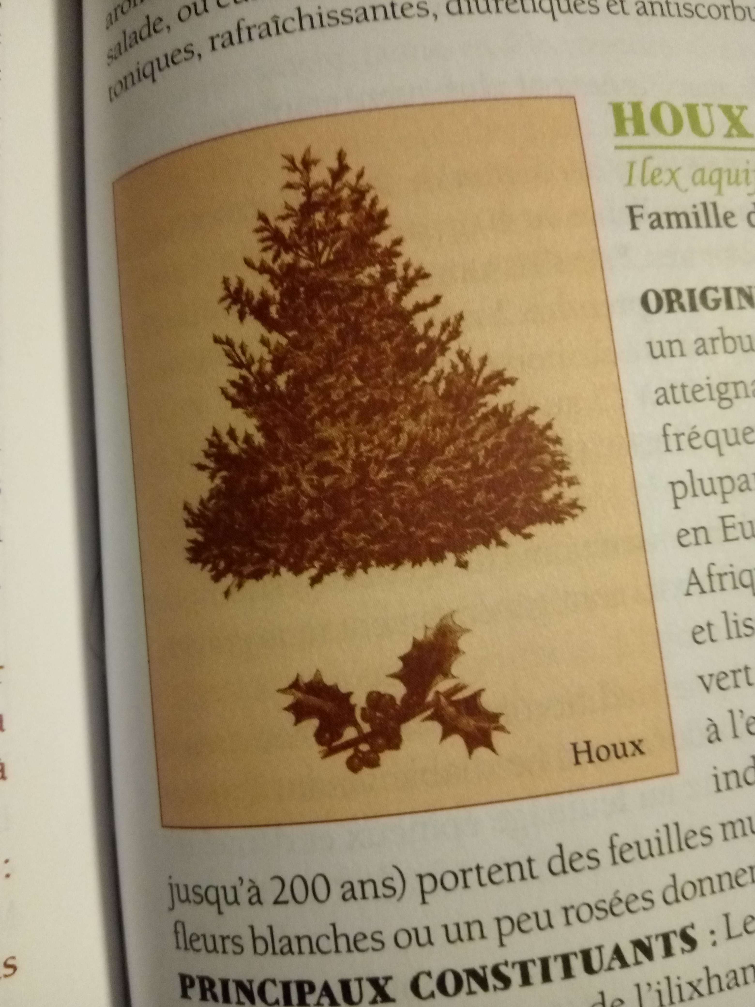 Le houx une petit plantes que feuilles pointu et dur les fleurs son blanche au fruit rouge vive on en trouve partout en France et Belgique sauf au sud utiliser en m&eacute;decine de pluie longtemps et pluie oubli&eacute; et revient de pluie 2021 les feuilles contient de la caf&eacute;ine elle donne des effets anti fatigue f&eacute;brifuge &eacute;molliente les fruits qui son toxiques dans des rare cas mortel elle as des mol&eacute;cules qui donne des effets purgatif et d&eacute;puratif