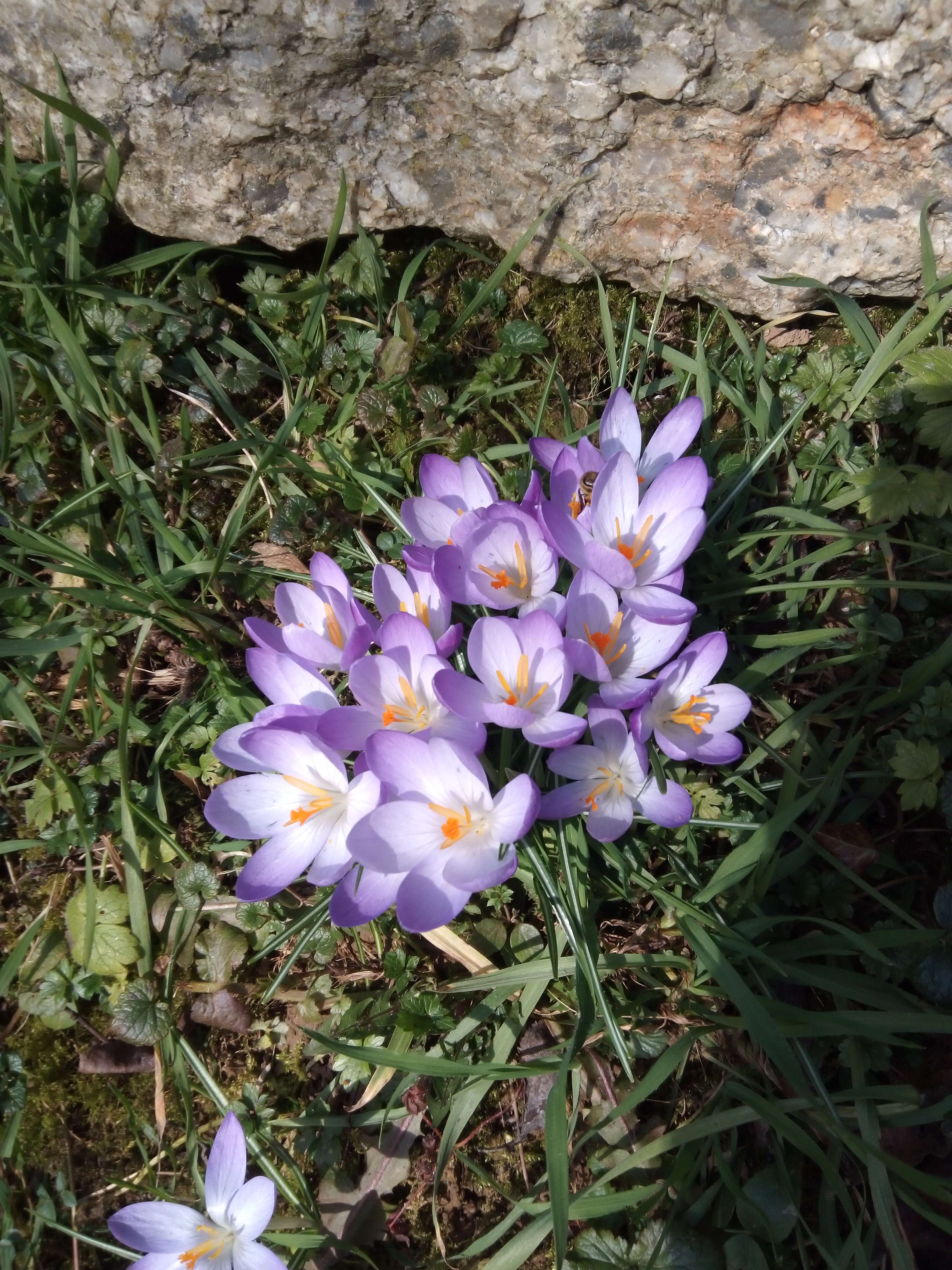 Le safran une petit plantes au fleur violet au jaune ou m&ecirc;me blanc qui pousse au printemps qui es utiliser en cuisine et en m&eacute;decine de pluie 20 ans chez nous elle est calmant s&eacute;datif relaxant anti d&eacute;prime digestif ap&eacute;ritif aphrodisiaque chez la femme du au safranol  #nature