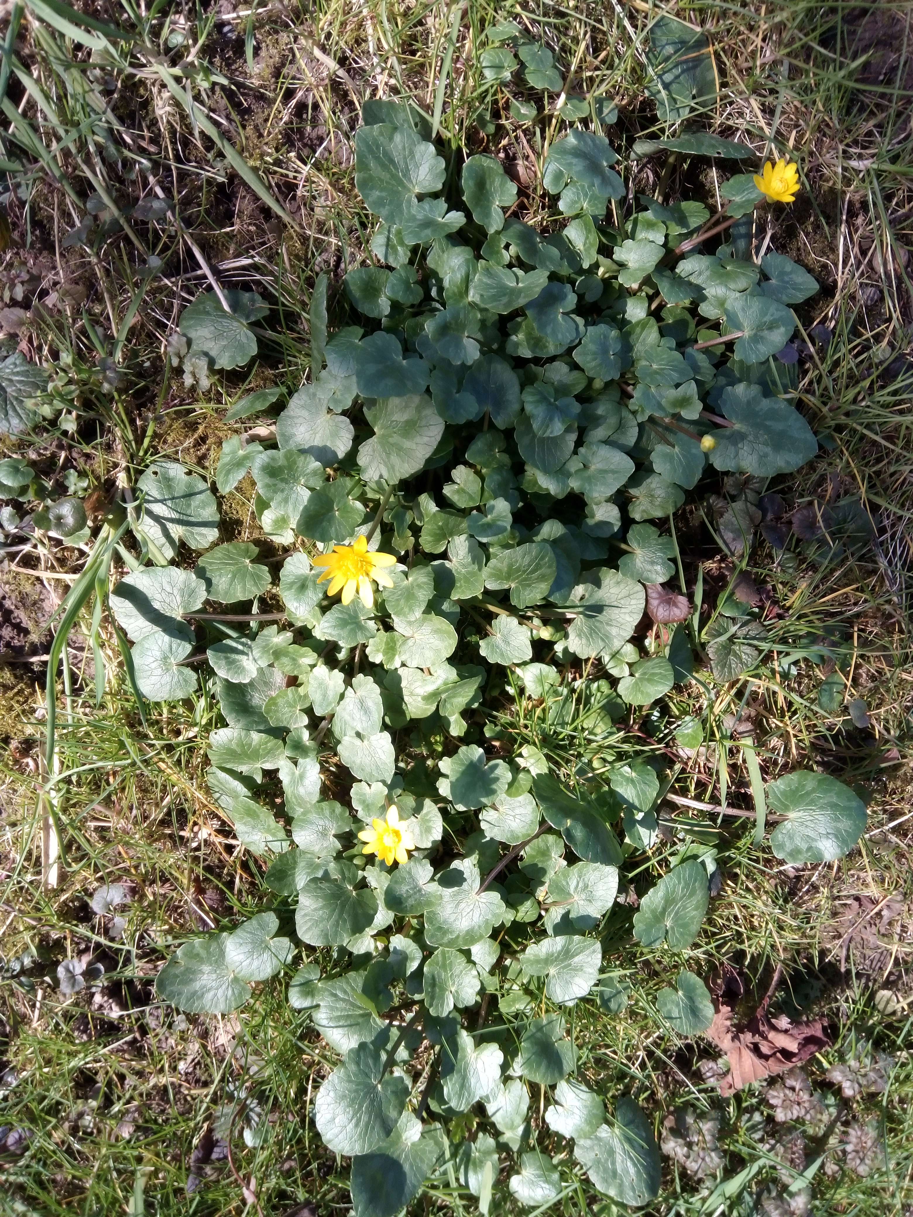 La ficaire une petit plantes au fleur jaune en forme &eacute;toiles qui vie en g&eacute;n&eacute;ral dans les bois utilis&eacute; de pluie Egypte et encore maintenant la plante sans fleurs elle son comestibles et avec fleurs elle son m&eacute;dicinales mais d&eacute;conseille du a sa pr&eacute;sence importante de tanin utiliser comme anti h&eacute;morragique puissance et intringente  #nature