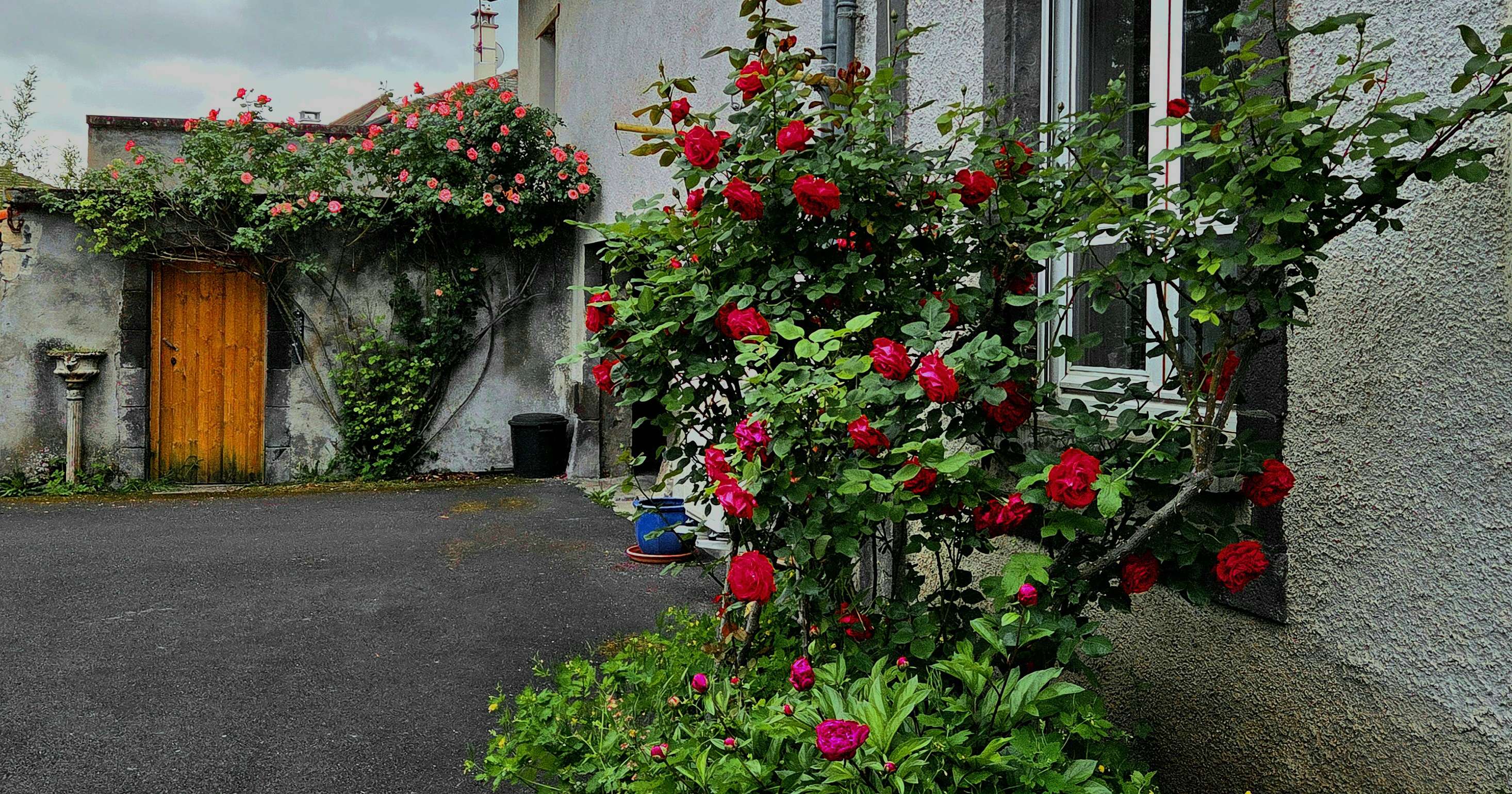 Les rosiers de mamie 🥹🎀