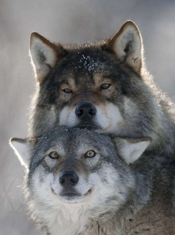 Le jour o&ugrave; je trouverai mon copain loup >>>
Lui &amp; moi: