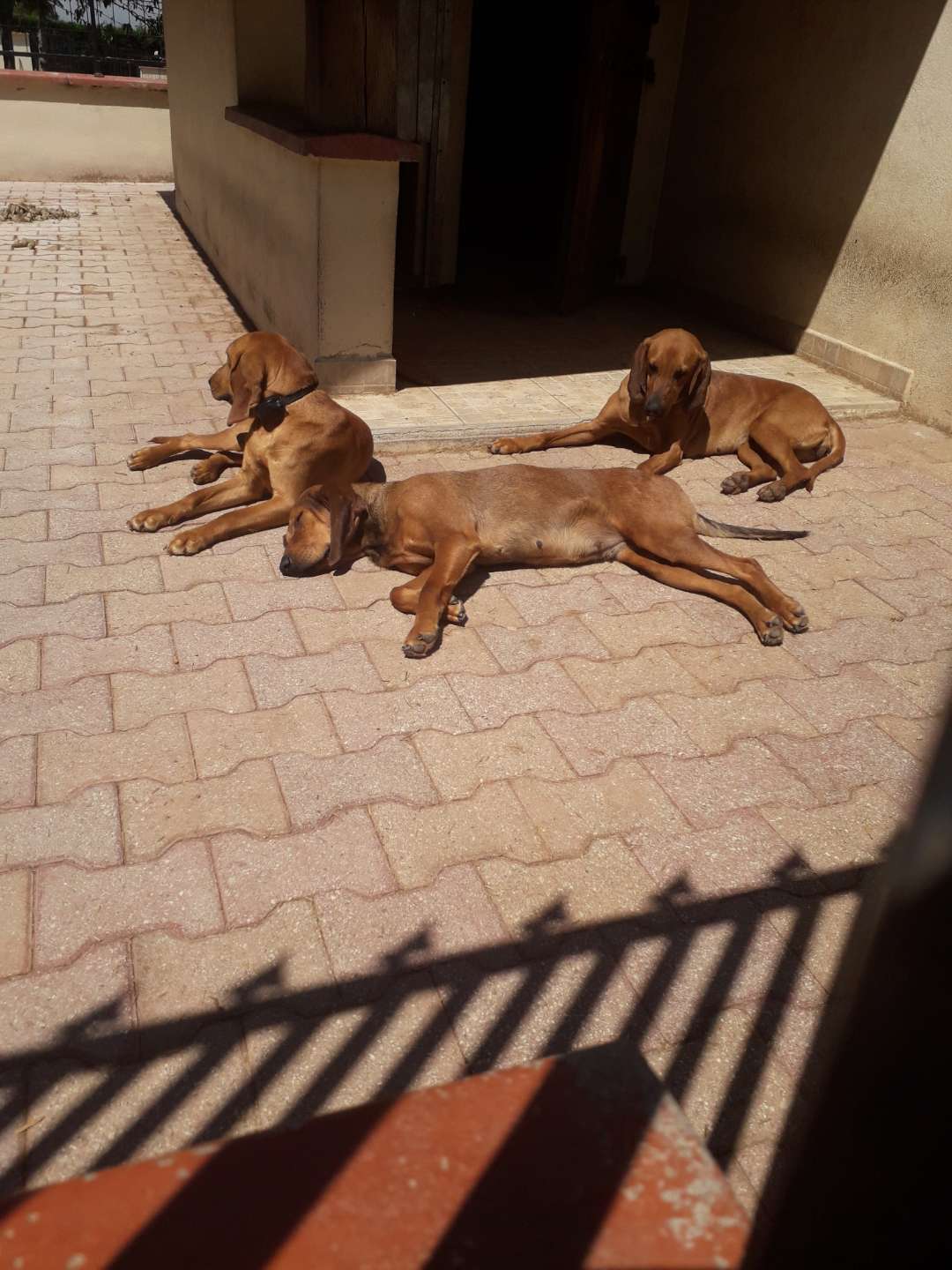 J'aime beaucoup trop les chiens 🥰
#animaux #chien