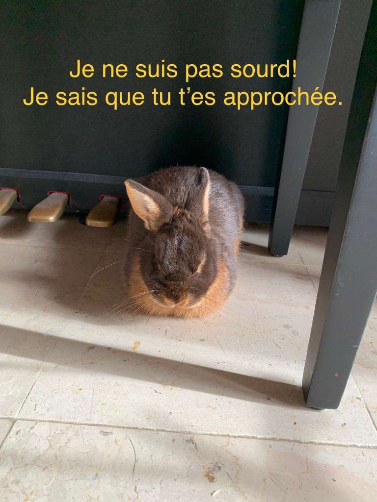 #lapin