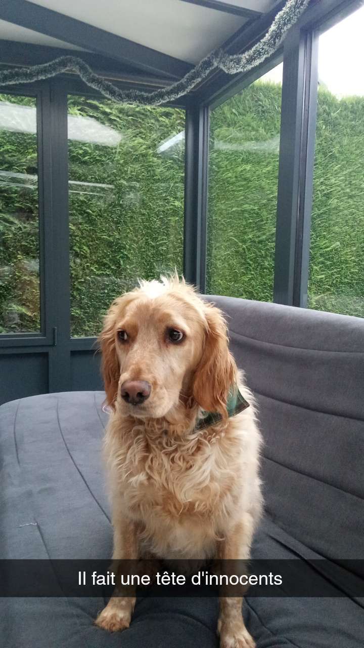 Tout le monde m&eacute;rite un chien qui fait une t&ecirc;te d'innocent alors qu'il fait des b&ecirc;tises