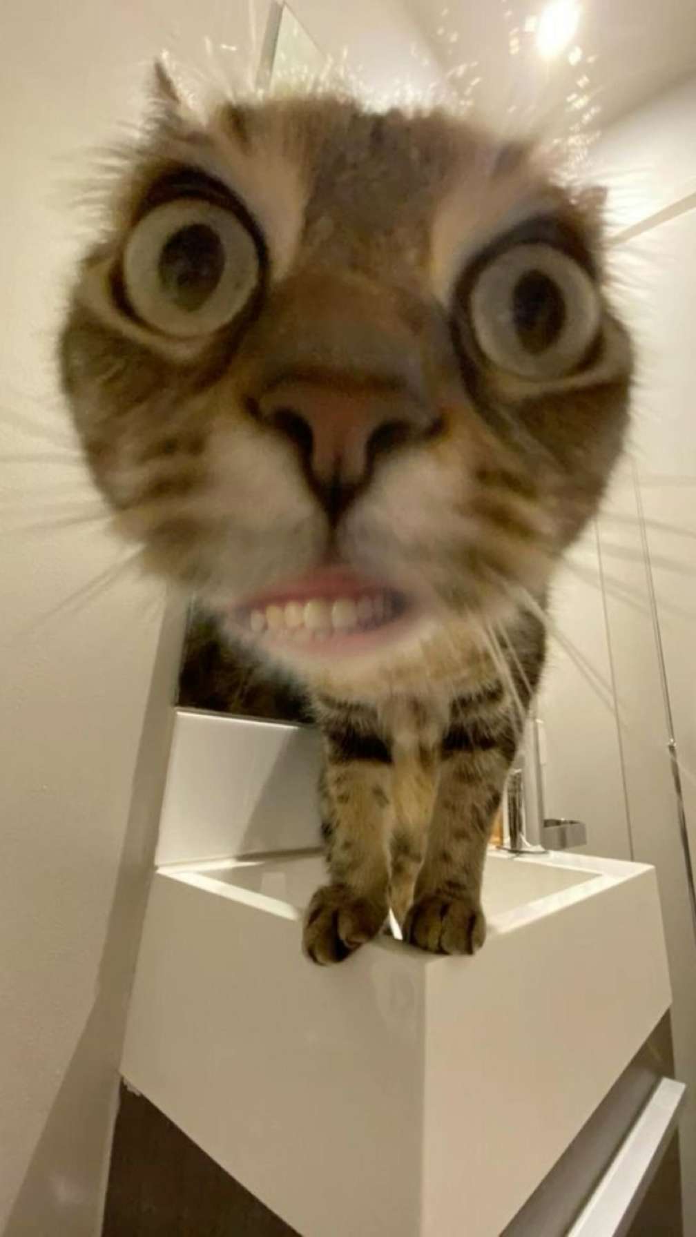 Vous aimez mon chat ??
