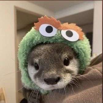 Regardez moi &ccedil;a 😻😻