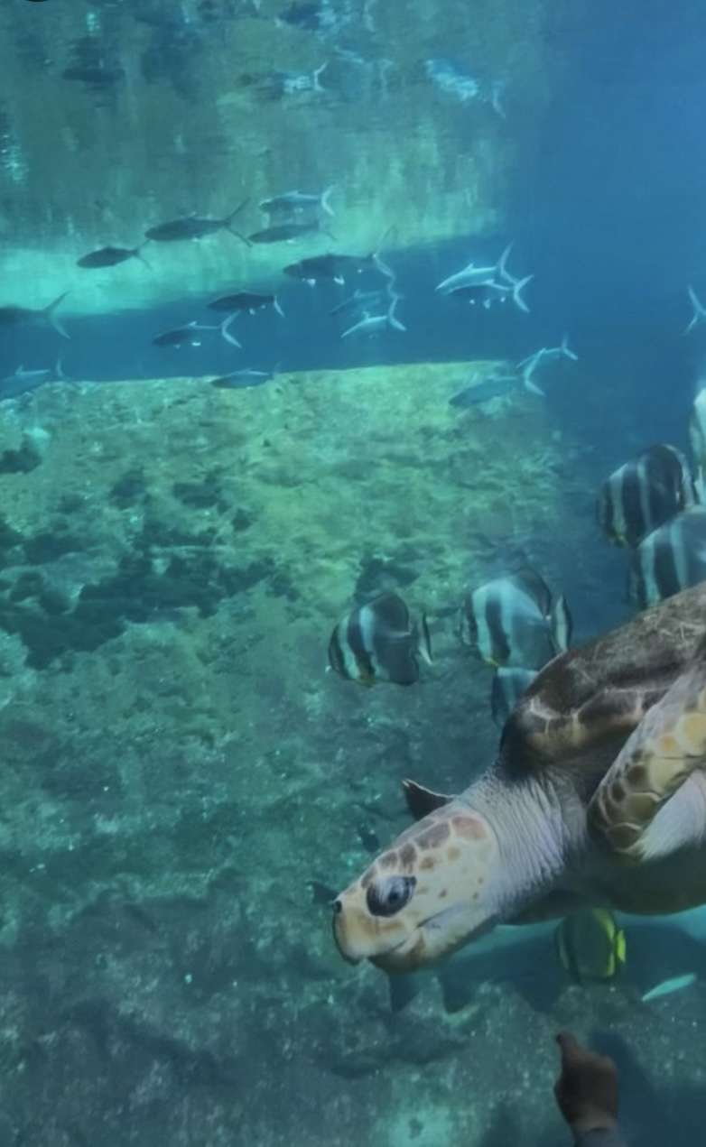 🐢🐢