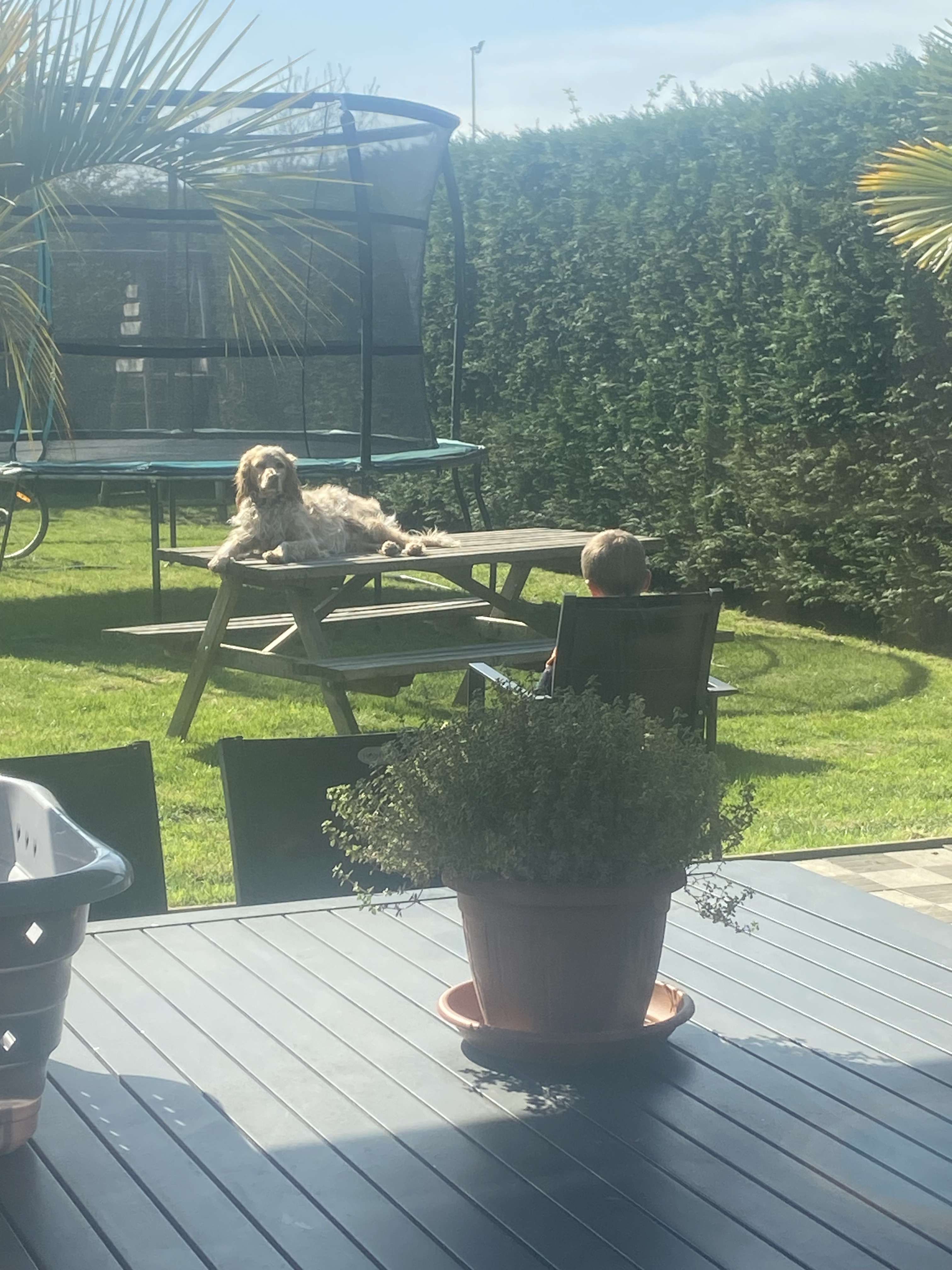 J&rsquo;en ai deux qui profite d&eacute;j&agrave; du soleil