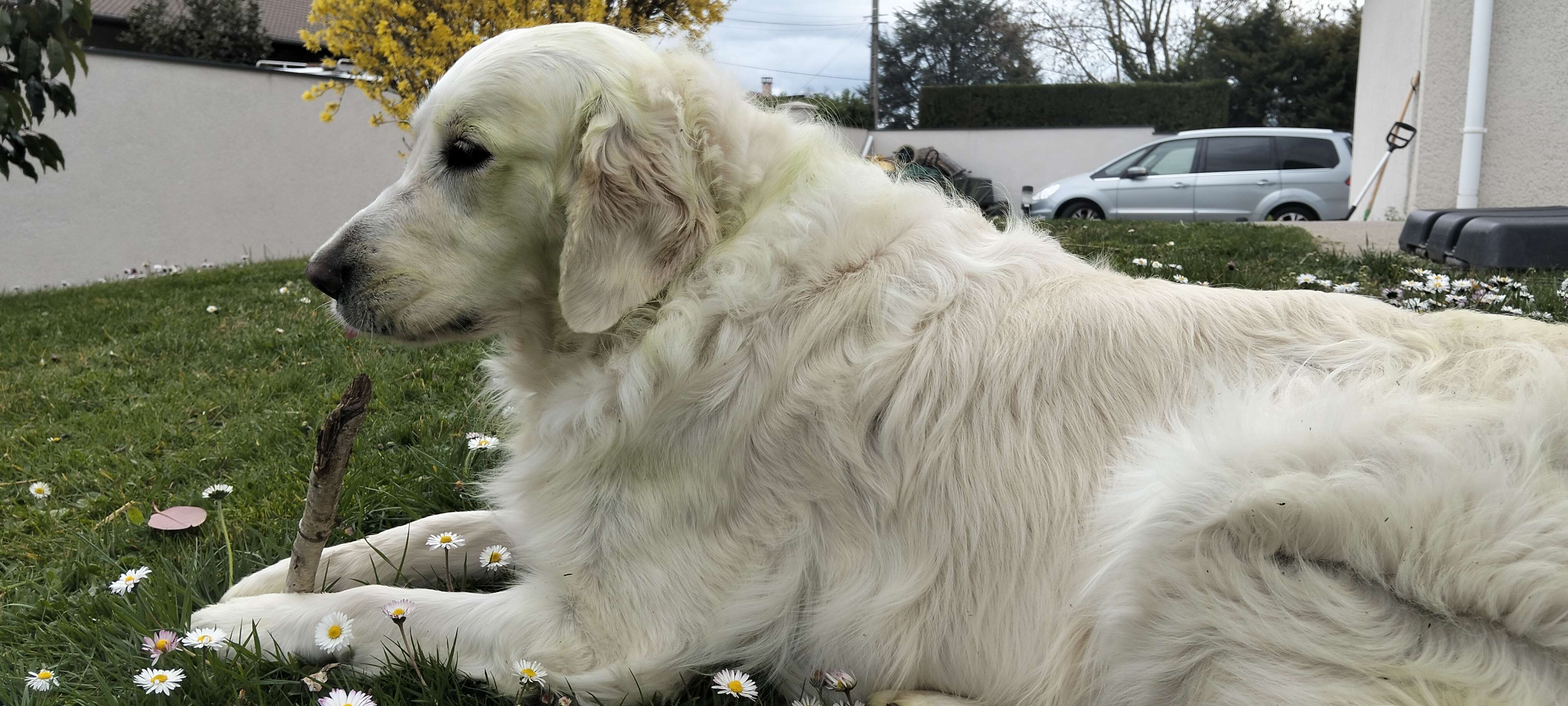 Ma chienne se sentait pas bien dans son corps elle est pass&eacute; de golden retriever a green retriever 😂