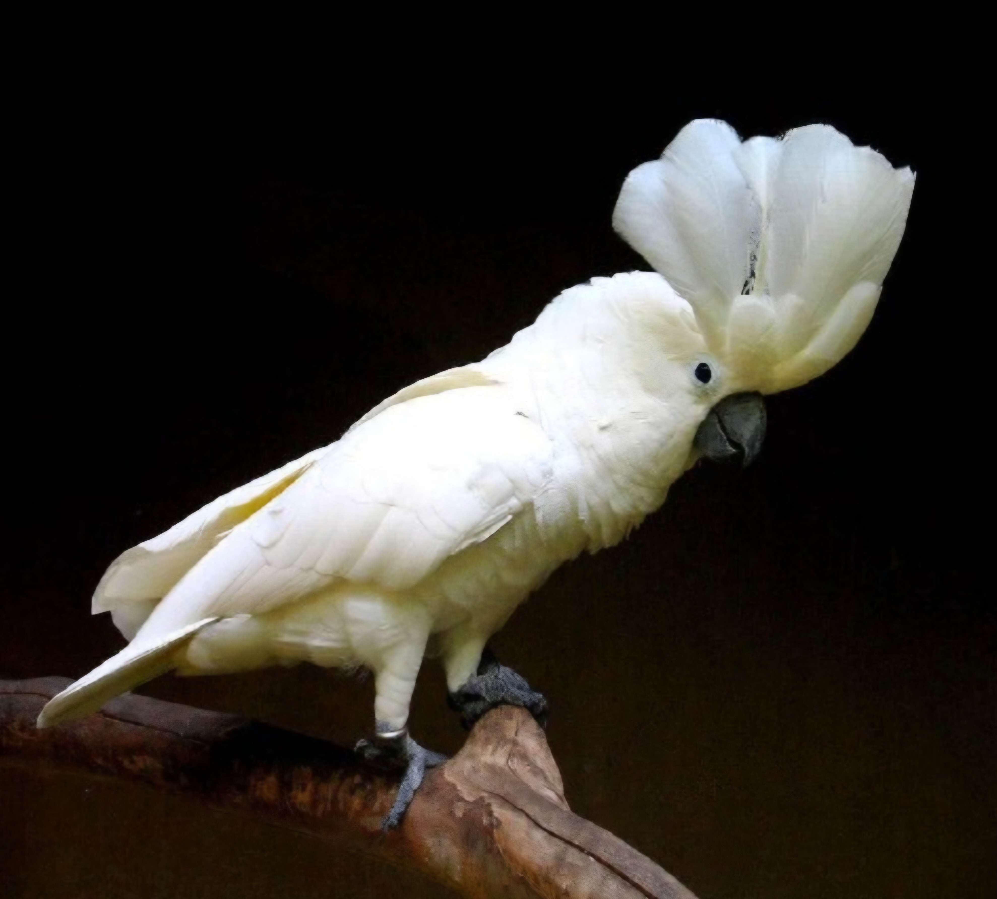 cet oiseau me fait automatiquement penser &agrave; elvis presley dans son costume blanc