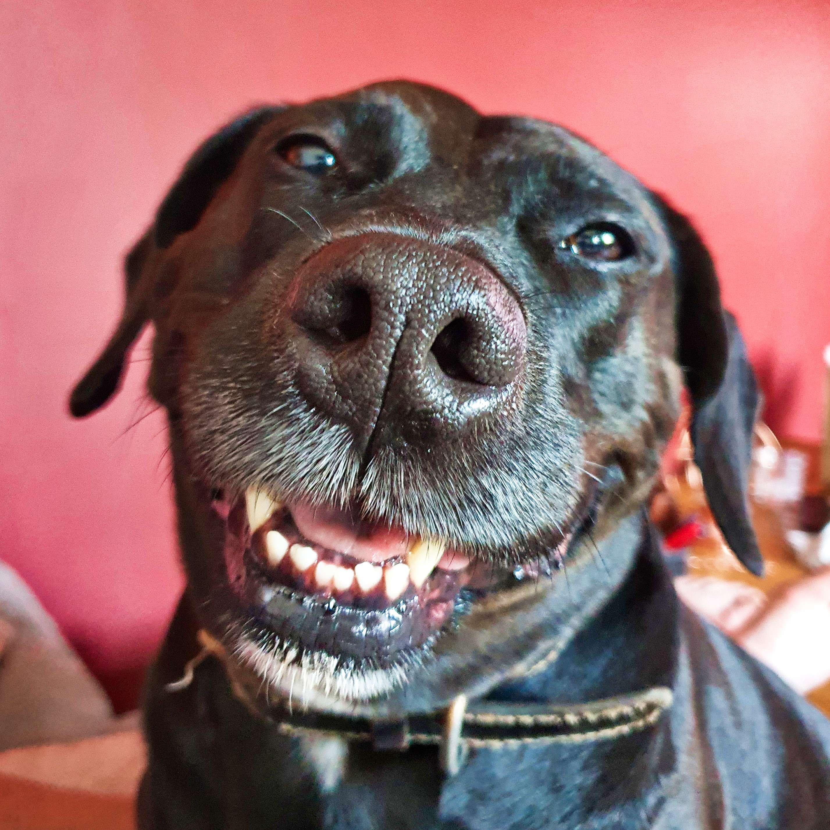 tout le monde m&eacute;rite de voir mon chien sourire au moins une fois dans sa vie, donc :
