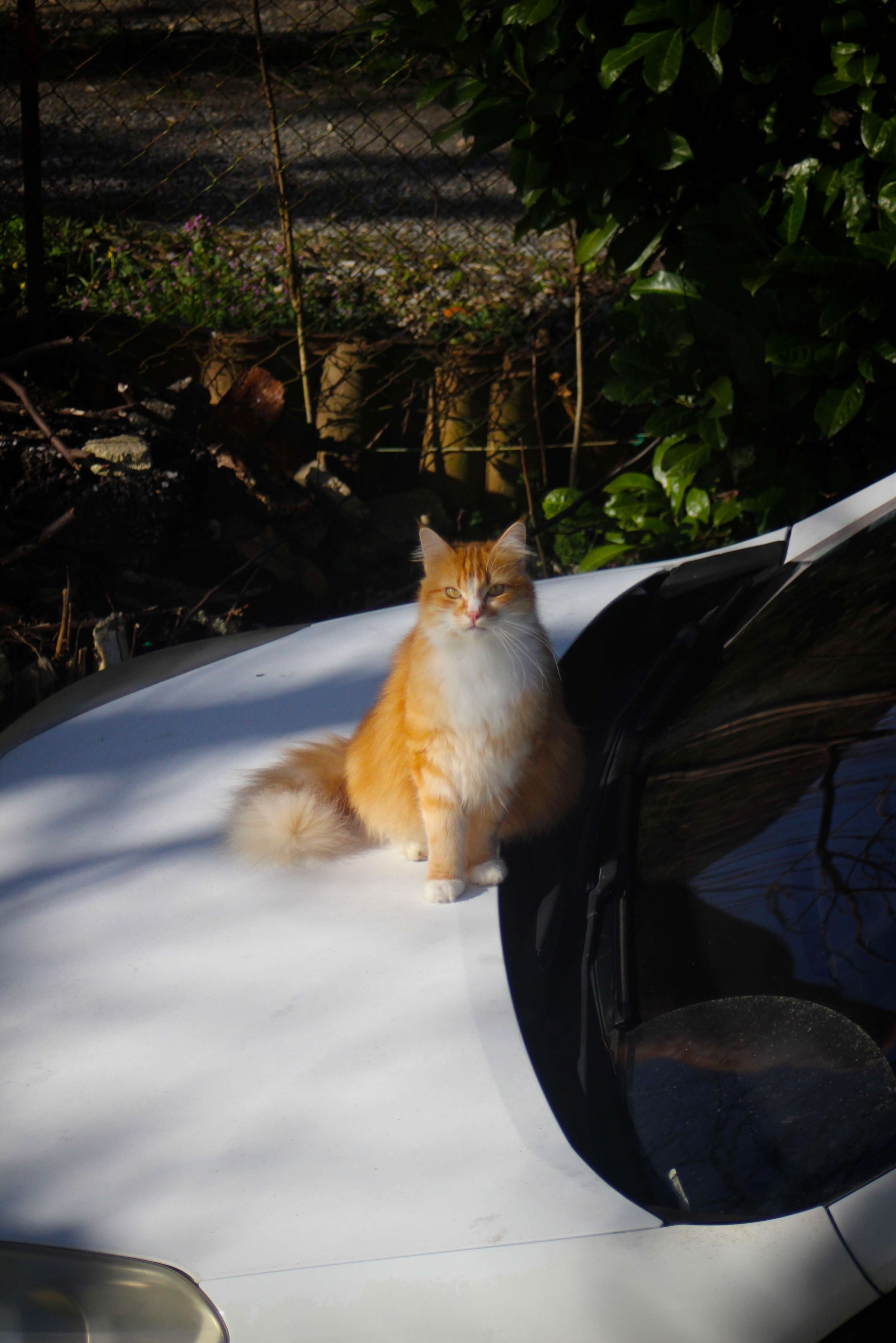 Juste mon chat Simba ☺️👌🏻

#chat #photo