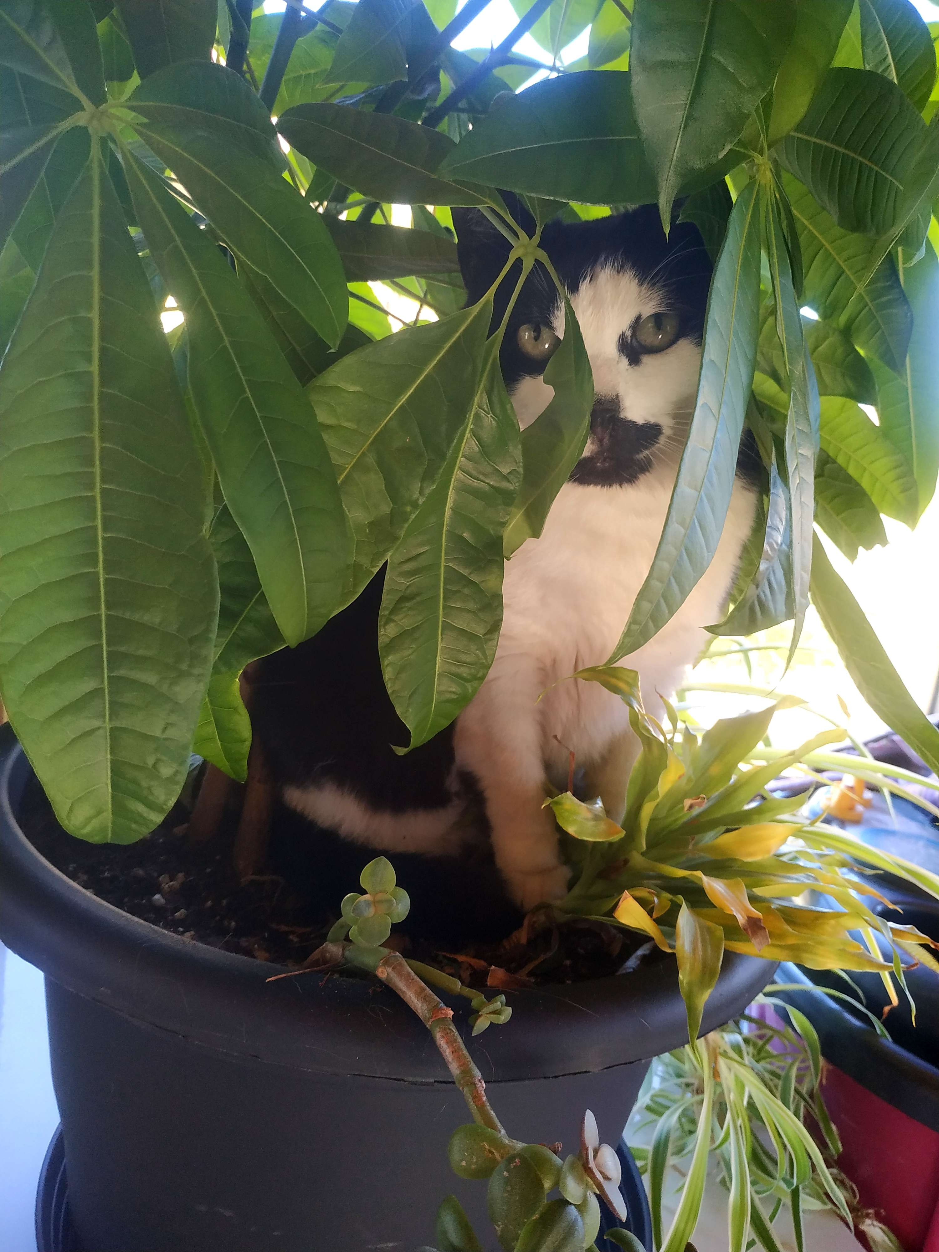 J'en peux plus de ce chat