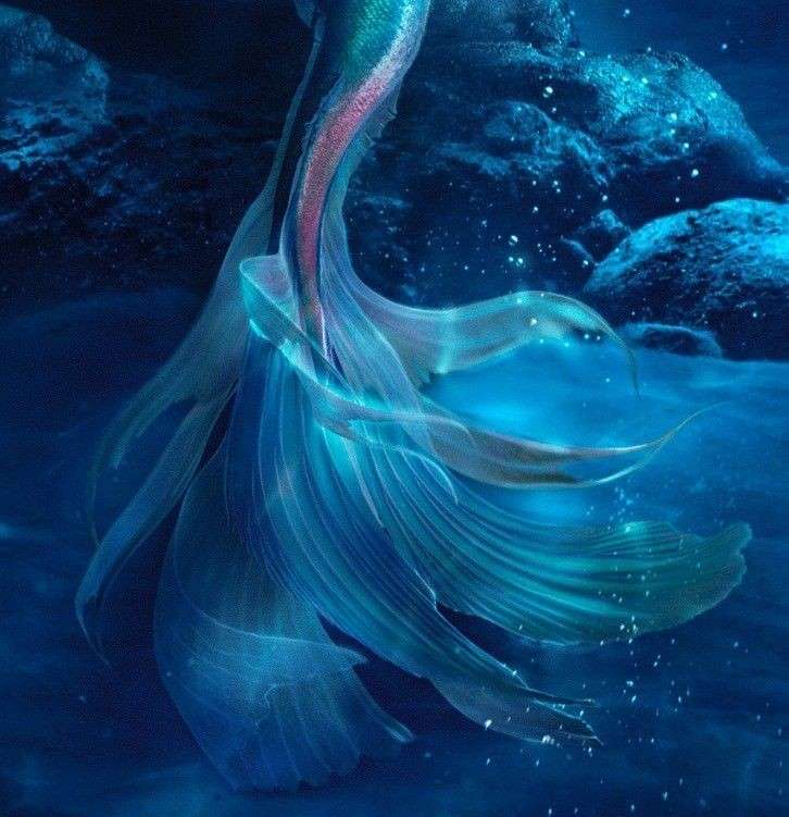 🐬