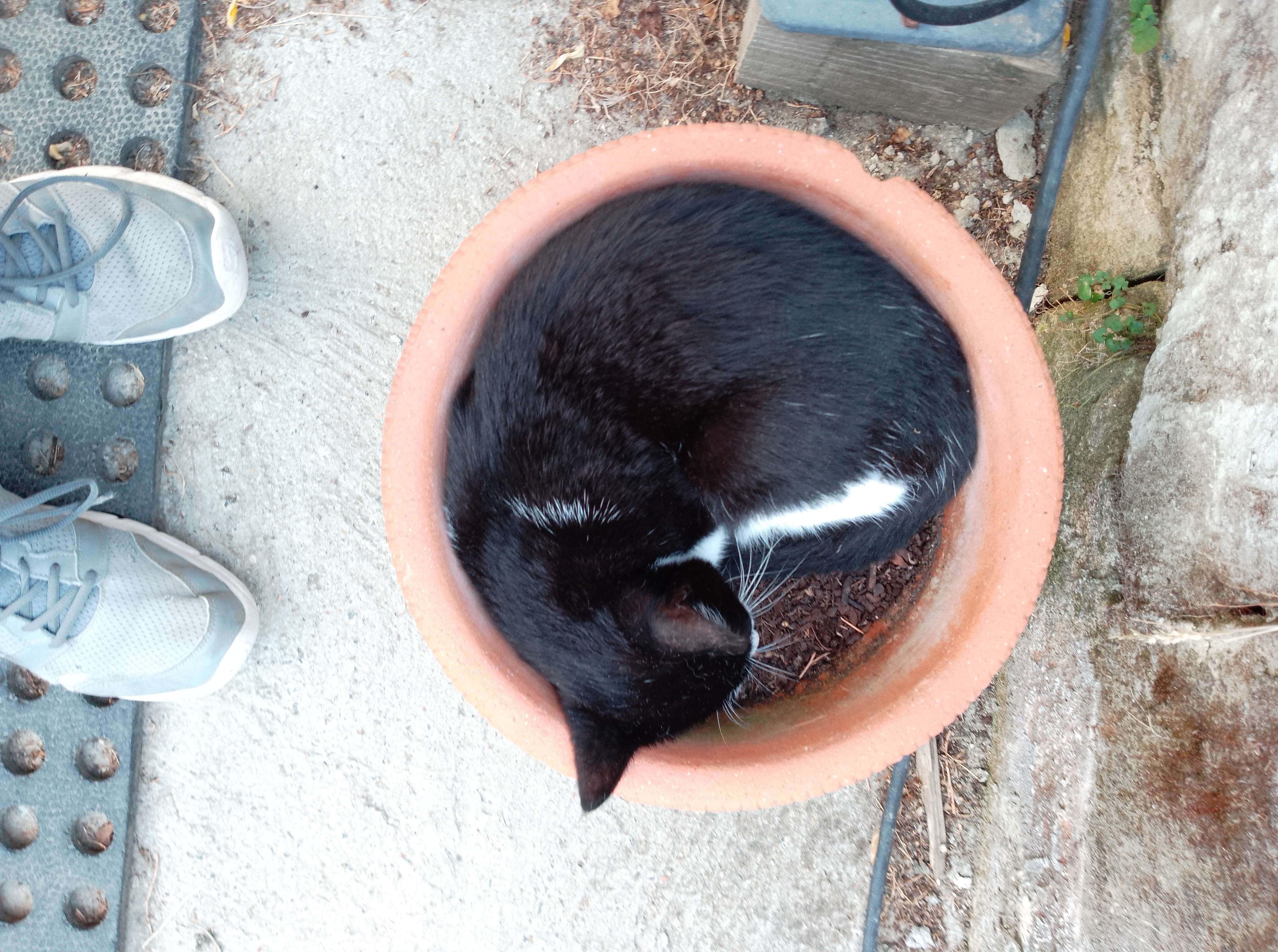 &Agrave; quel point mon chat est-il bizarre et mignon ?
PS: c'est un pot de fleur
 #sommeil #souvenirs #famille
