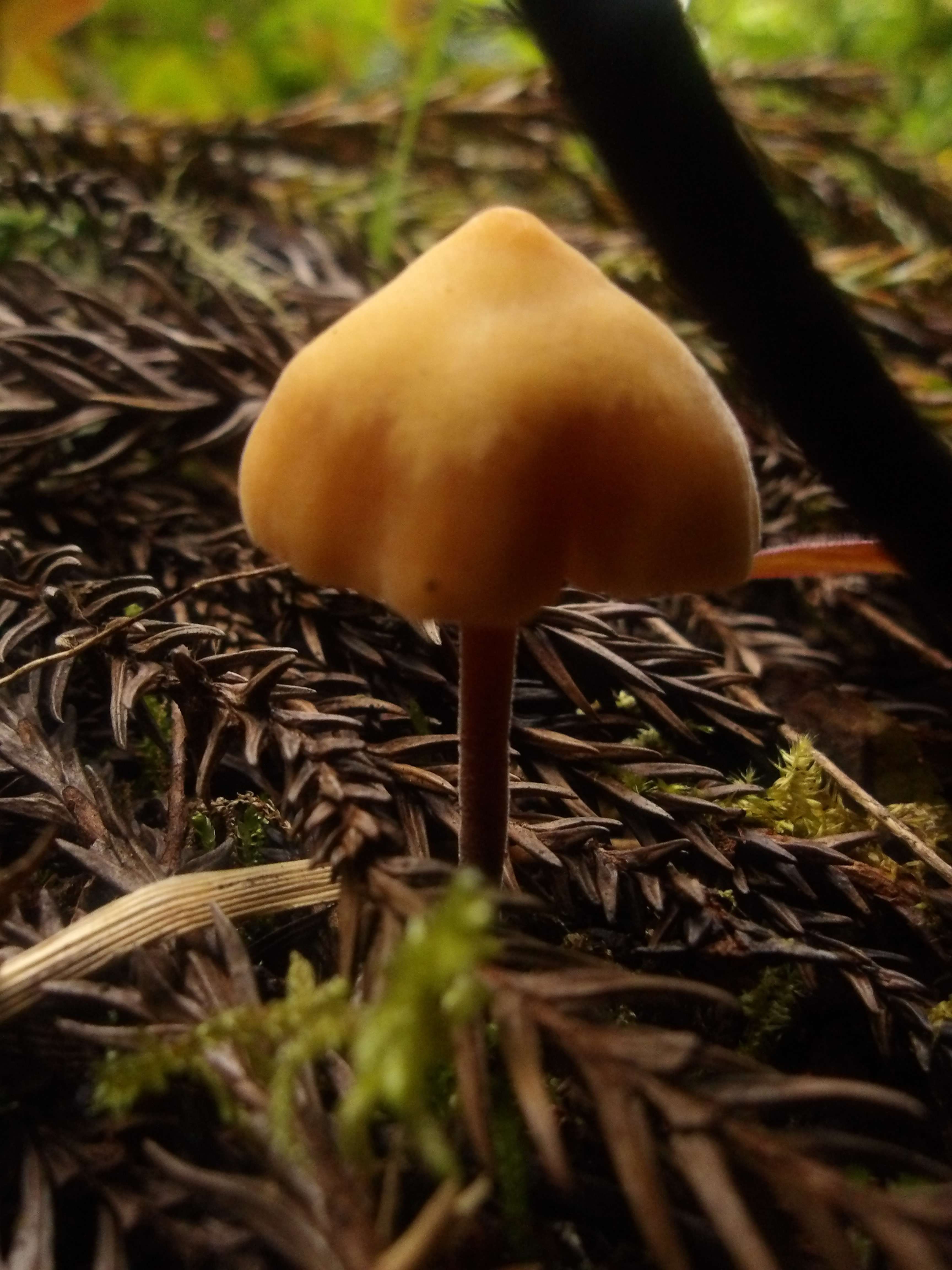 J'ai &eacute;t&eacute; en for&ecirc;t Aujourd'hui