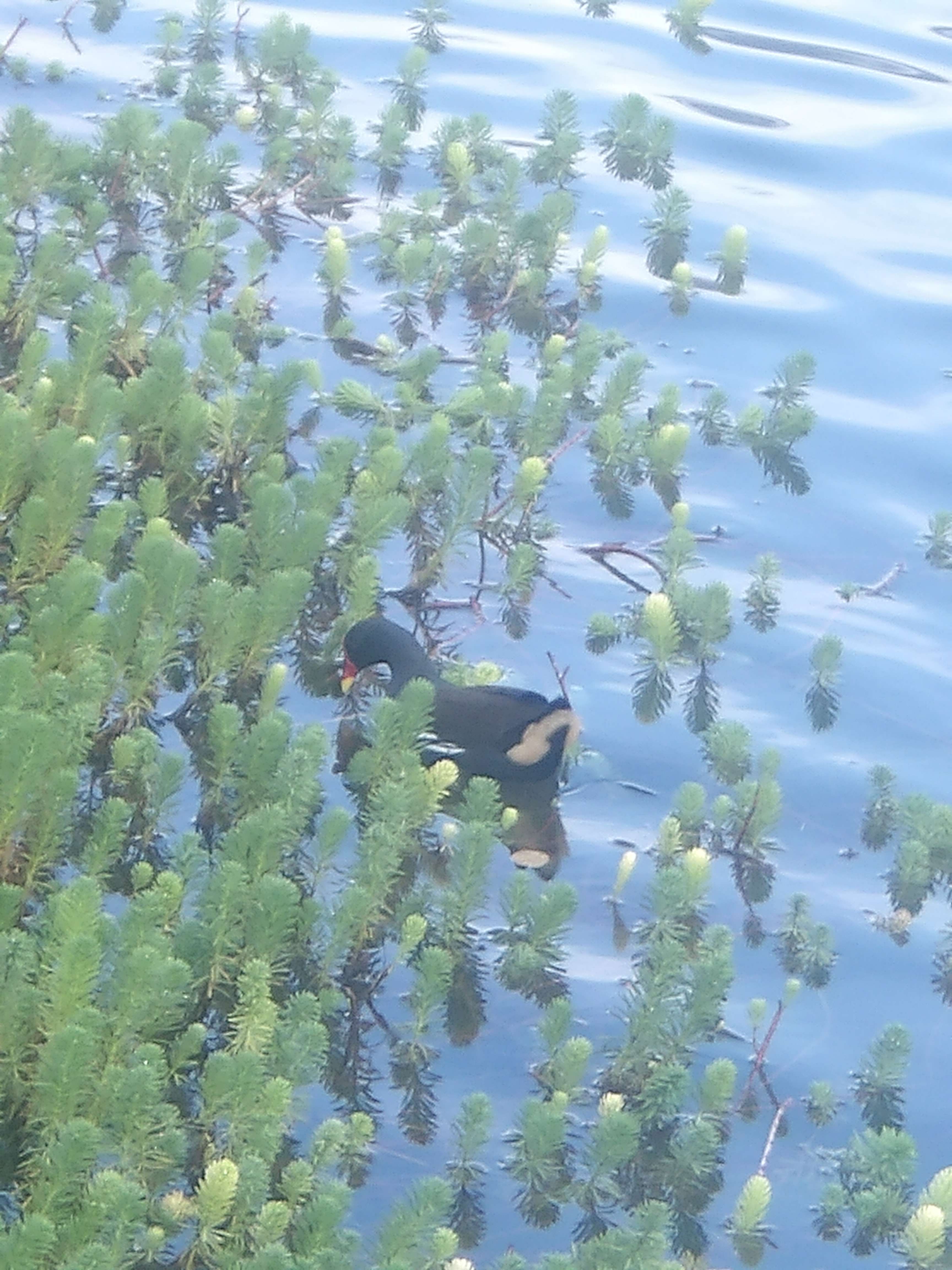 🦆