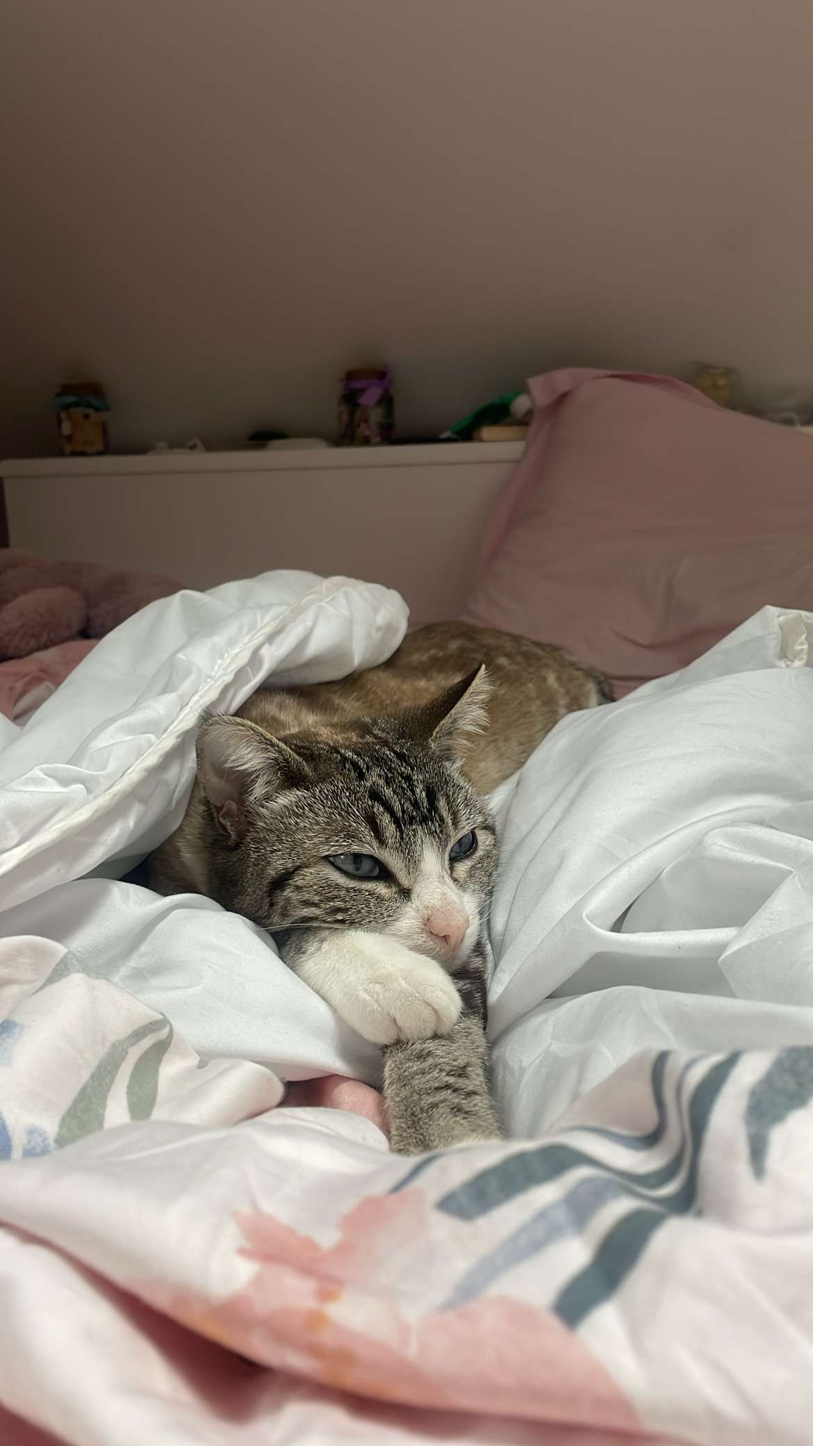 regardez mon chat