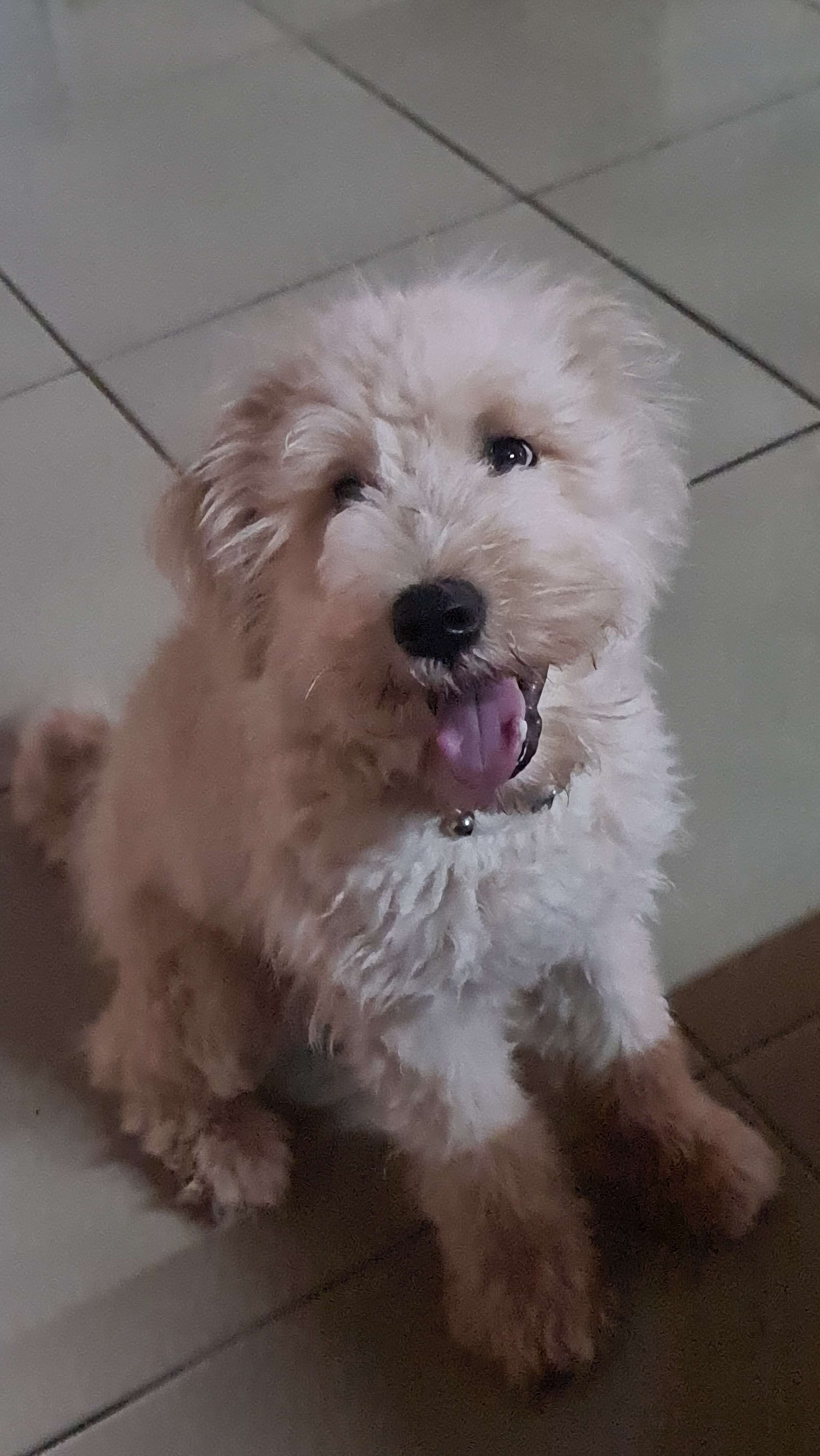 Trop cute mon Bae 😍🐶