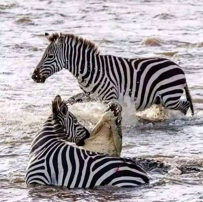 Qui voit e que je vois 😅😅 ??