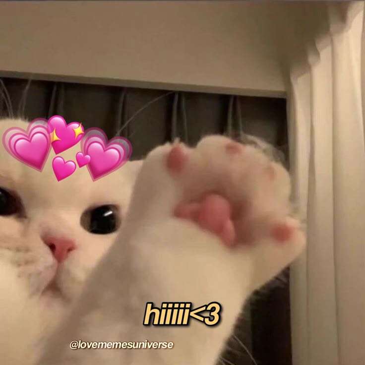 Hiii ✨️🐱