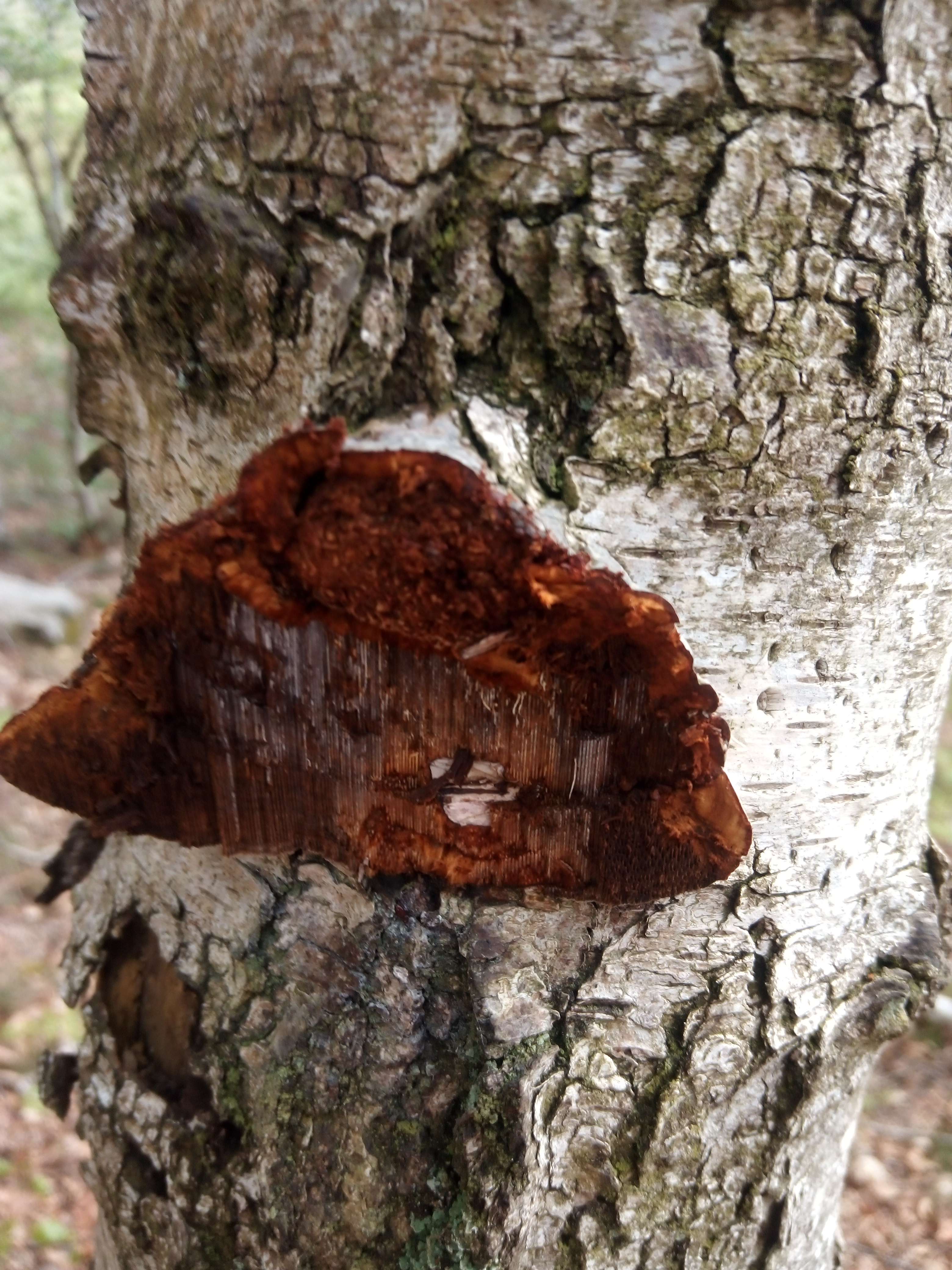 #habitudes ses champignon fait du mysiluem qui fait qui fait qui se nourrit des arbre et se reproduire pas deviner ses le amadouvier