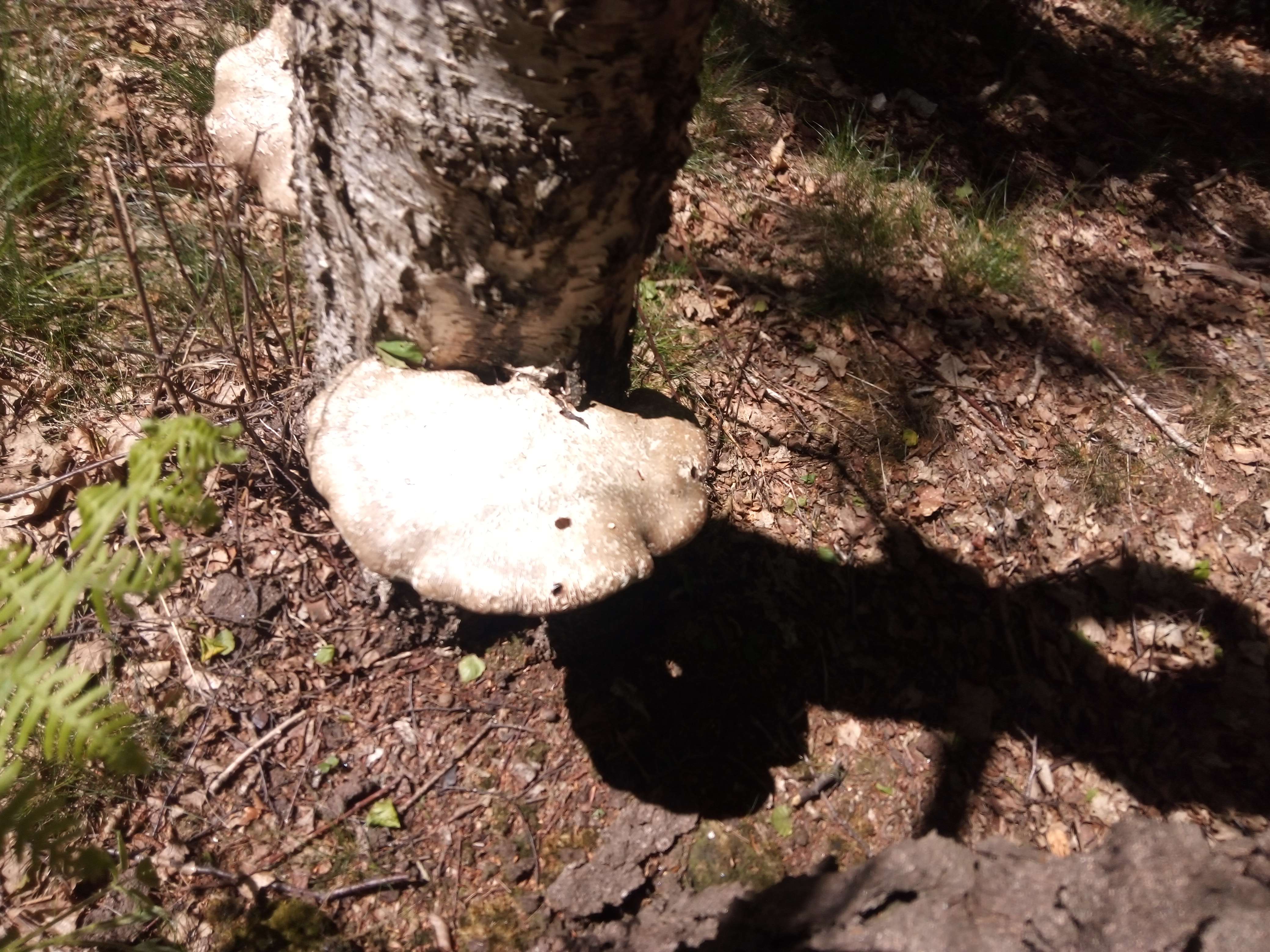 Le polypore des bouleaux une petit et grand champignons de couleur blanc a brun parfois qui pousse que sur les bouleaux mort qui d&eacute;compose le bois mort important pour la nature on utilise chez nous comme allume feu et en m&eacute;decine comme cicatrisant digestif stimulent immunitaire anti cancer et aussi pour les d&eacute;pressions pas comestibles car elle es caoutchoucteu