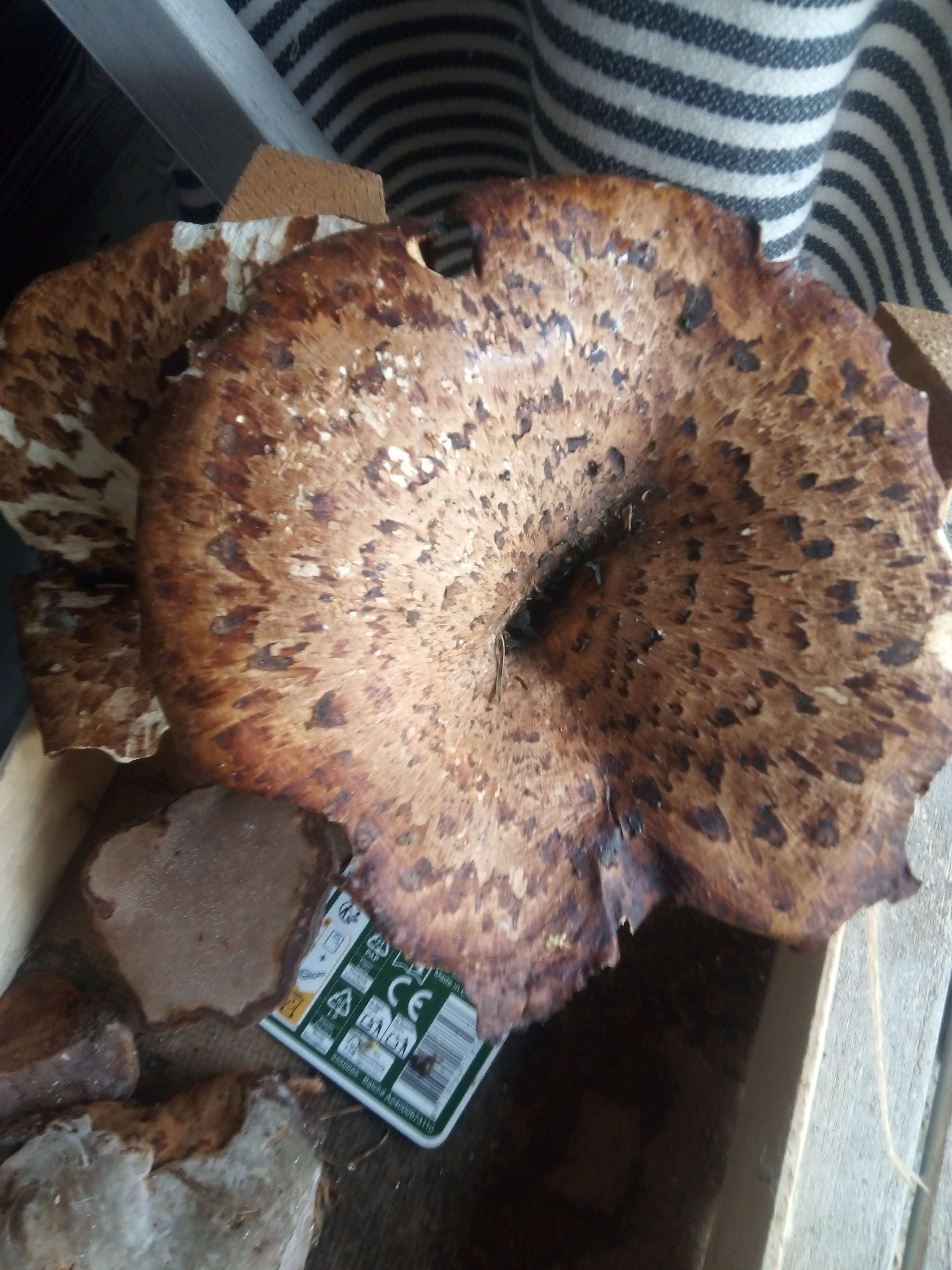 Le polypore &eacute;cailleux un champignons vivace de couleur brun a brun fonc&eacute; m&ecirc;me sombre sur les chapeaux et chair parfois noir a brun qui vie pousse dans les arbres et sapin mort du au fibre qui pourrie elle est comestibles mais tout monde a peur car elle le prepare mal et aussi m&eacute;dicinales pour les reins le fois inflammation