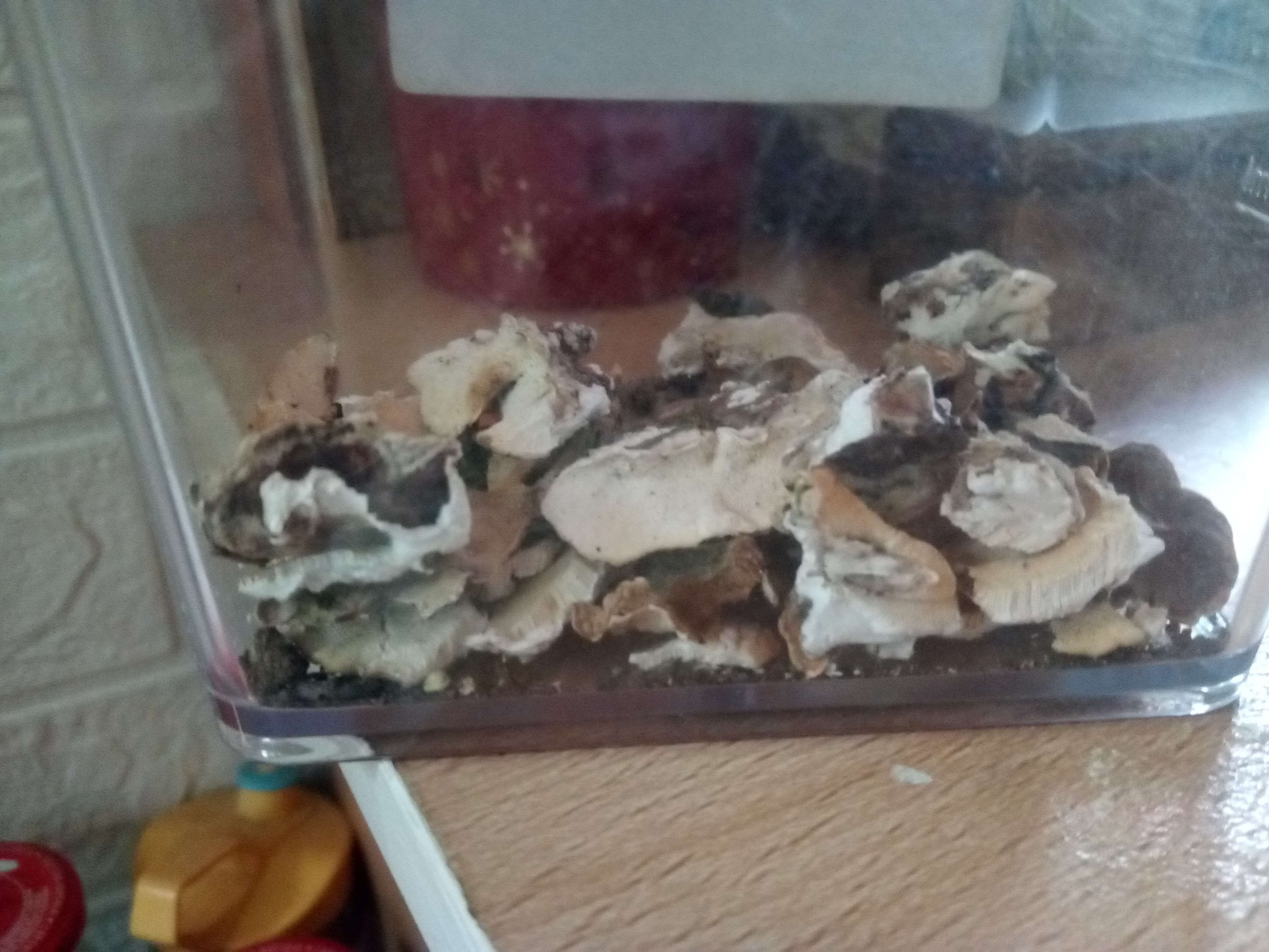 La trametes versicolore un champignons polypore qui vie dans les pille de bois abandonn&eacute; et mort qui de couleur brune a jaune si on va ver me sud si le Soleil le frape et de couleur bleue parfois pas comestibles du a sa duret&eacute; mais utiliser en m&eacute;decine pour pr&eacute;venir les cancer et retard&eacute; son &eacute;volution on en trouve en Belgique et en France