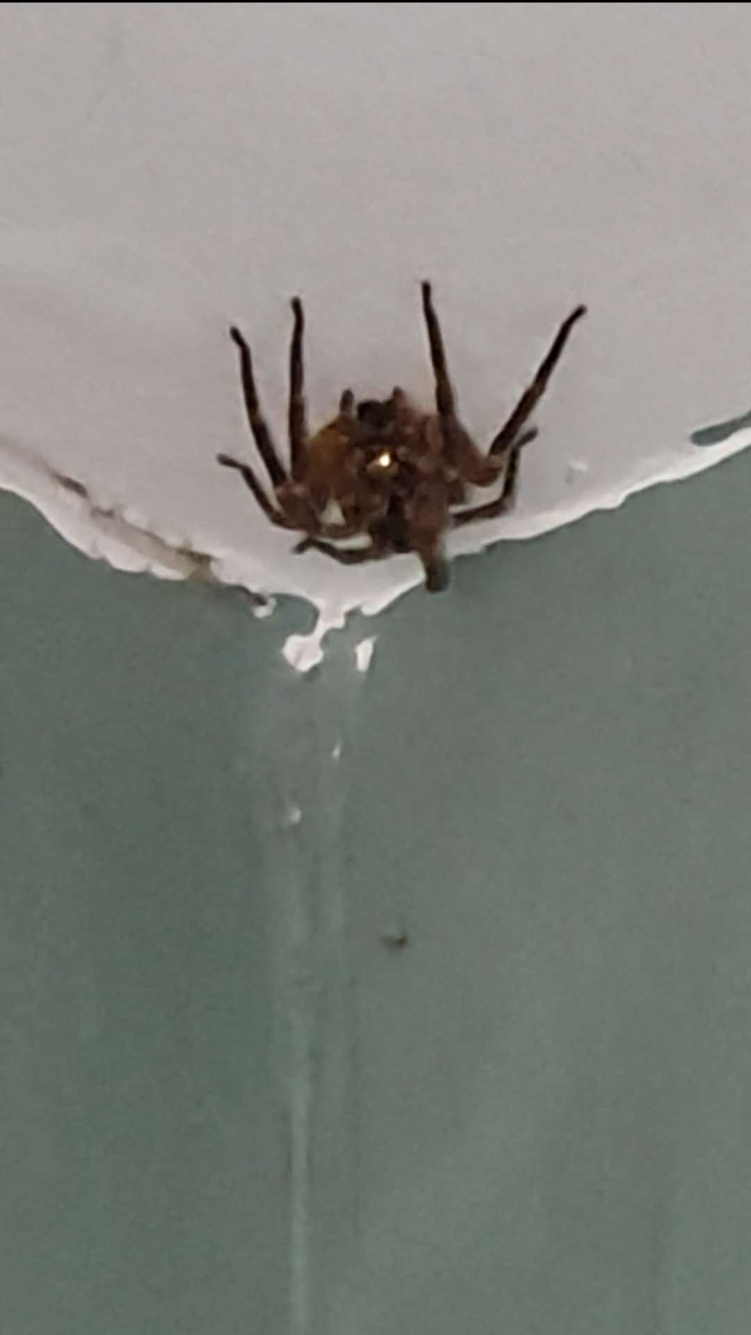 C'est quoi &ccedil;a?😭 &Ccedil;a ressemble &agrave; une araign&eacute;e mais y a trois p&acirc;tes arri&egrave;re qui sont s&eacute;par&eacute; des autres... #araign&eacute;e