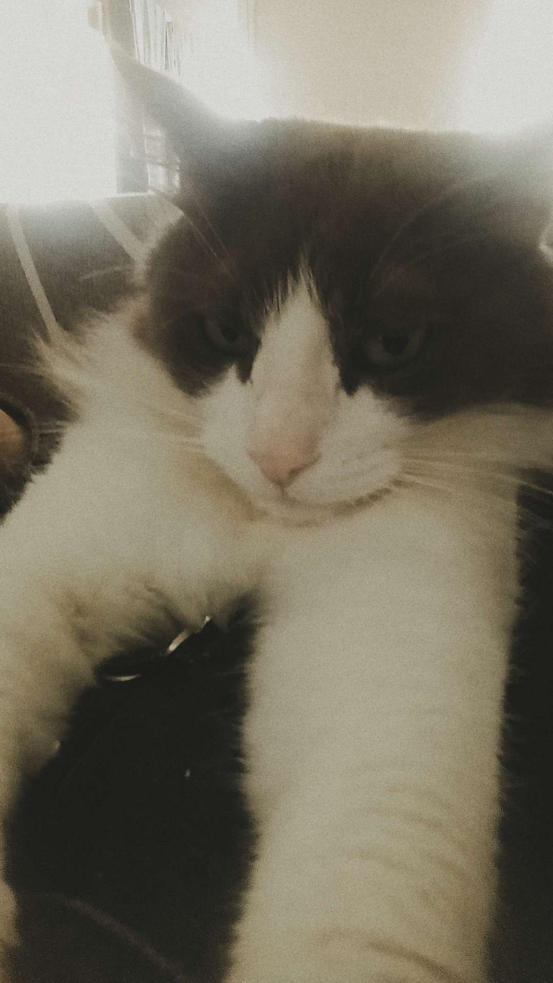 Mbb
