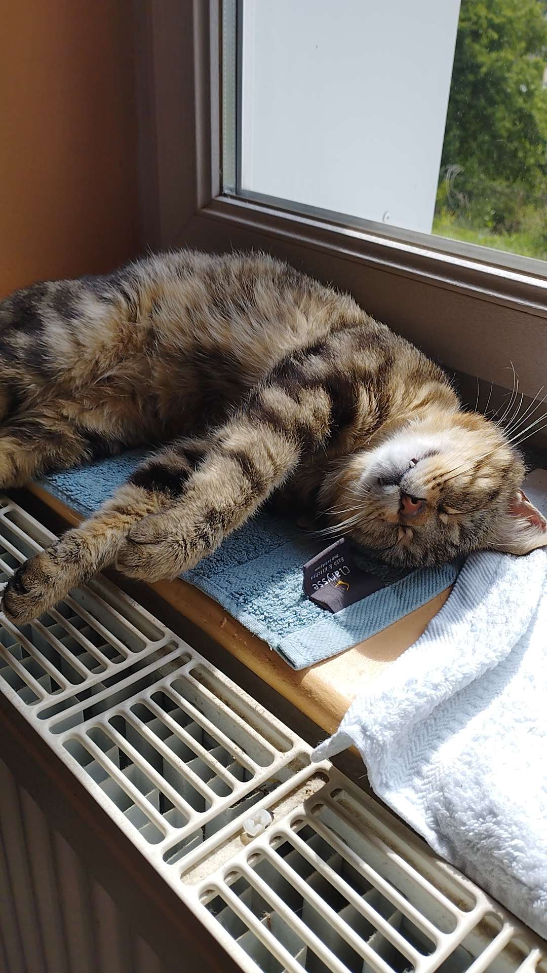 Mon chat ador&eacute; 😻