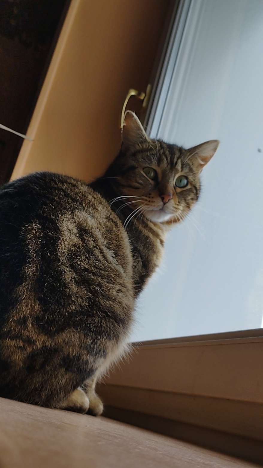 Pour mon petit minou😻 il lui fallait un nom qui commence par u, et qui finit par "ti" ou "titi" car il &eacute;tait tout le temps appel&eacute; comme &ccedil;a
Vous avez des id&eacute;es ?
Le mieux qu'on avait c'&eacute;tait Uistiti 🐒 mais on a pas gard&eacute;